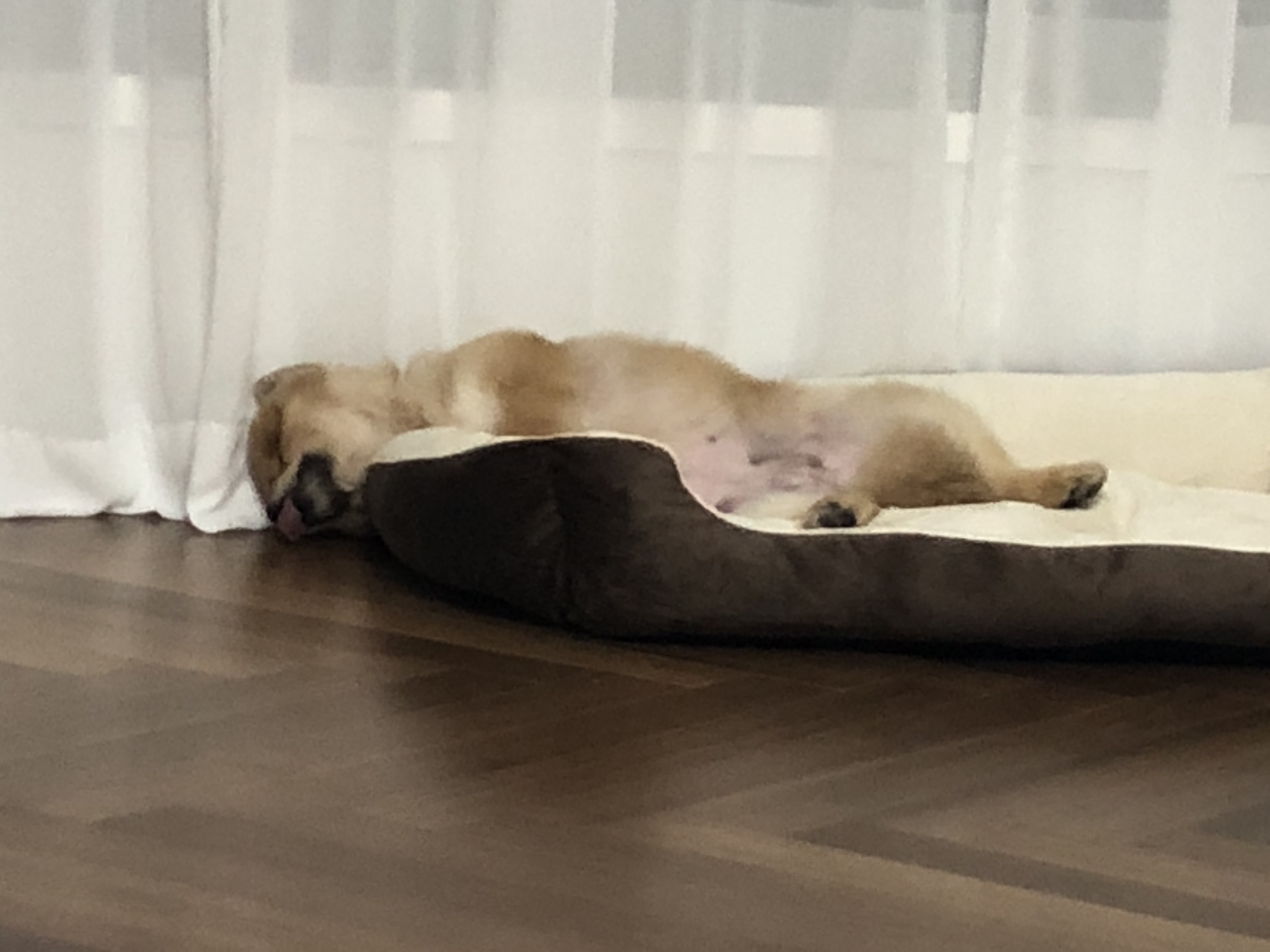 시흥 번식장 구조견 다봄이(탑3배추) 입양 후기입니다♥