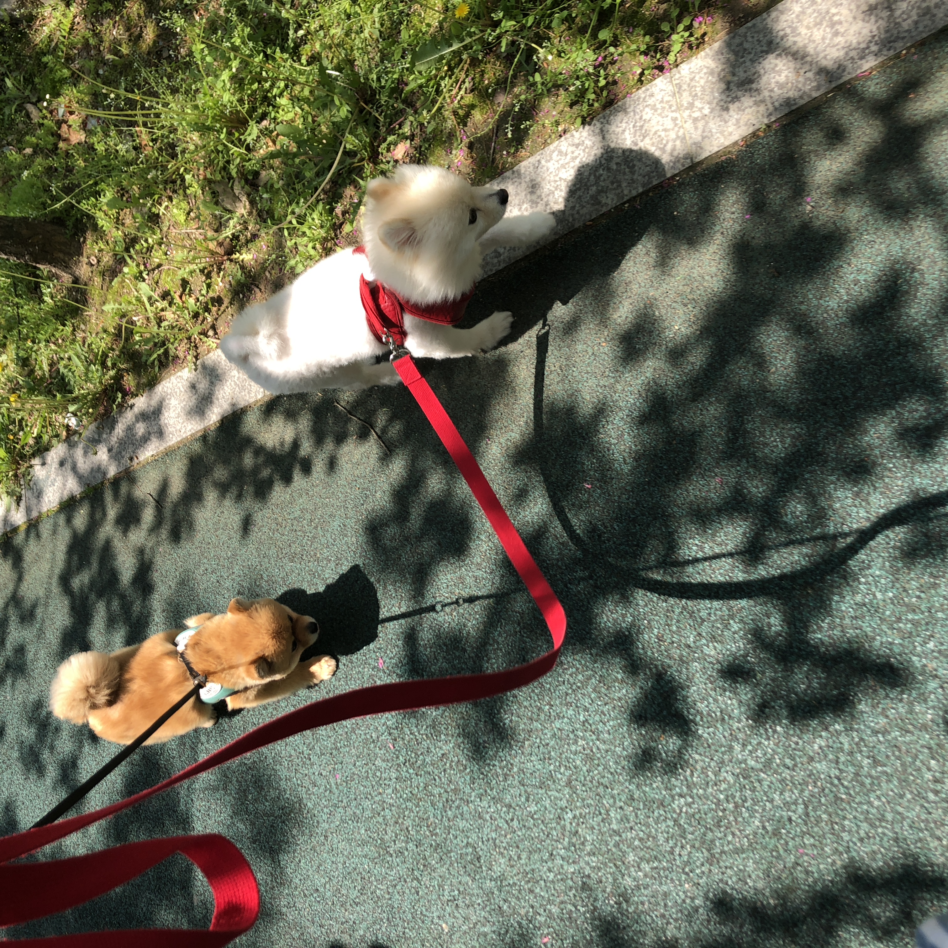 시흥 번식장 구조견 다봄이(탑3배추) 입양 후기입니다♥