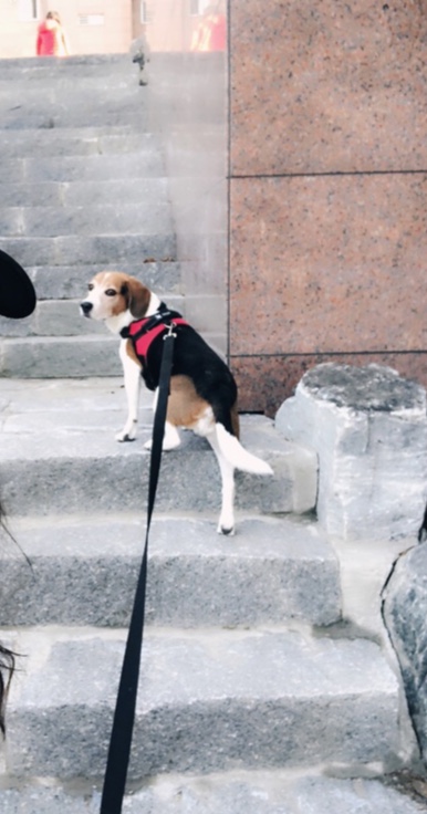 껌딱지 우버가 저에게 온지 1년이 되었어요