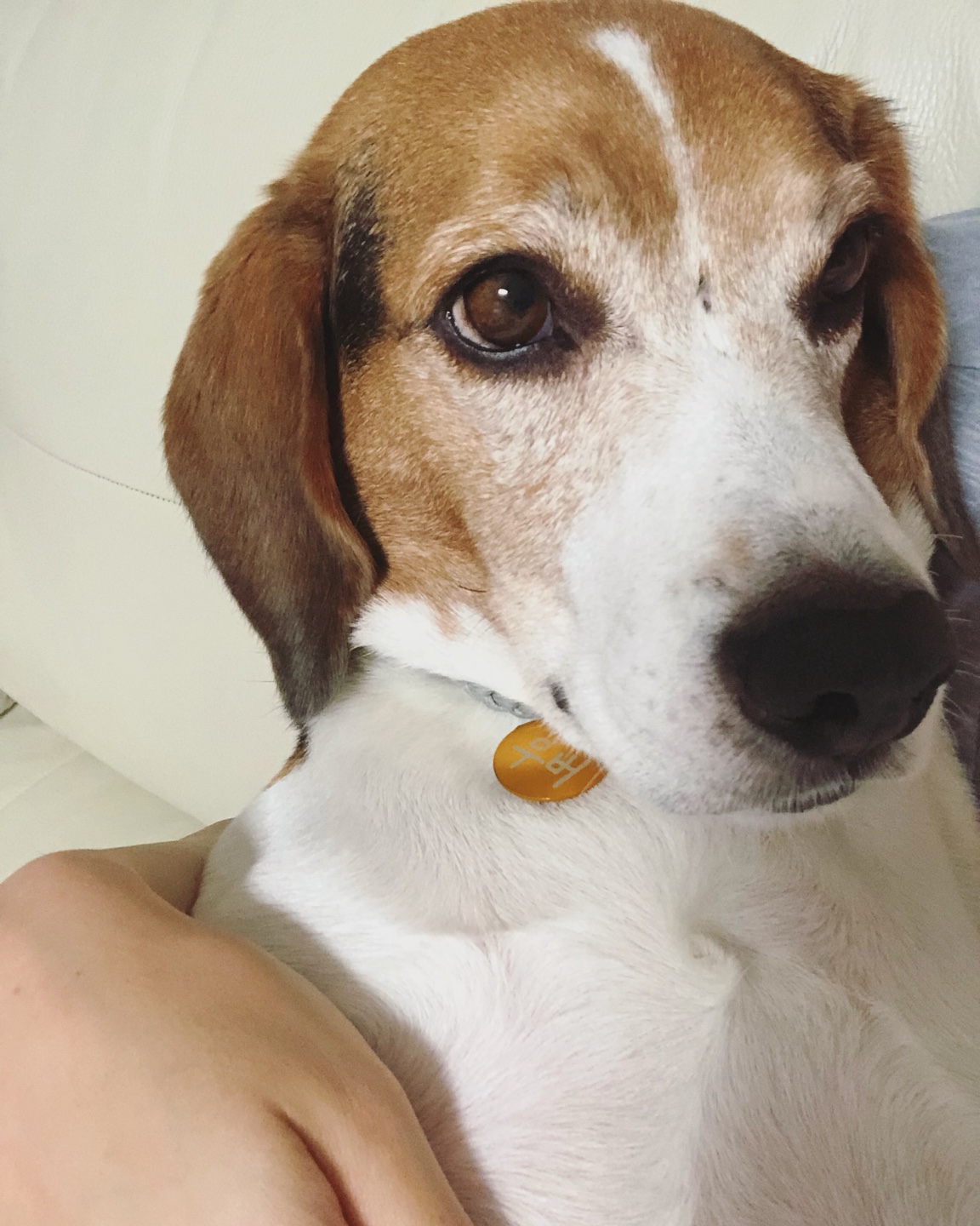 껌딱지 우버가 저에게 온지 1년이 되었어요