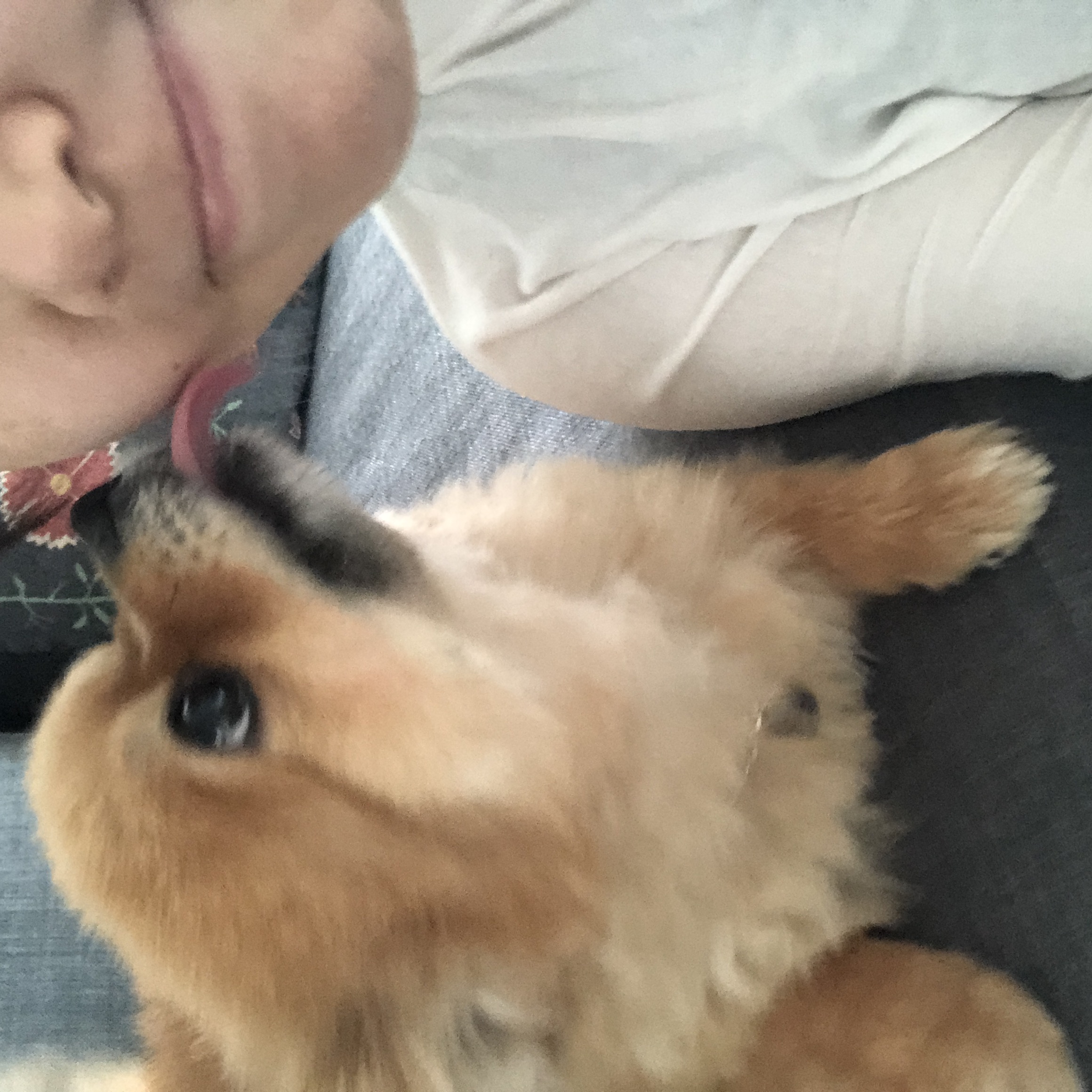 시흥 번식장 구조견 다봄이(탑3배추) 입양 두번째 후기 입니다♥