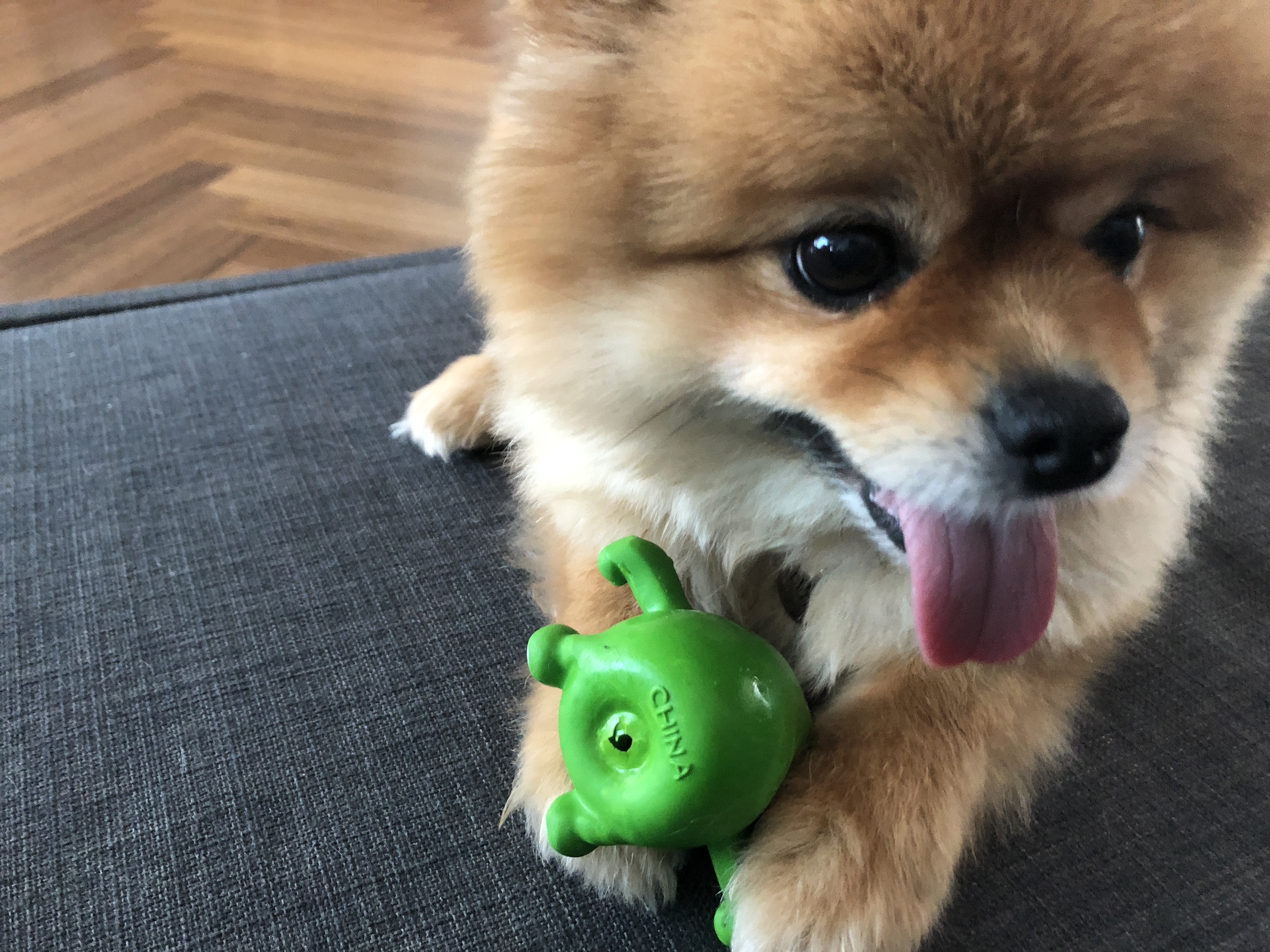 시흥 번식장 구조견 다봄이(탑3배추) 입양 두번째 후기 입니다♥