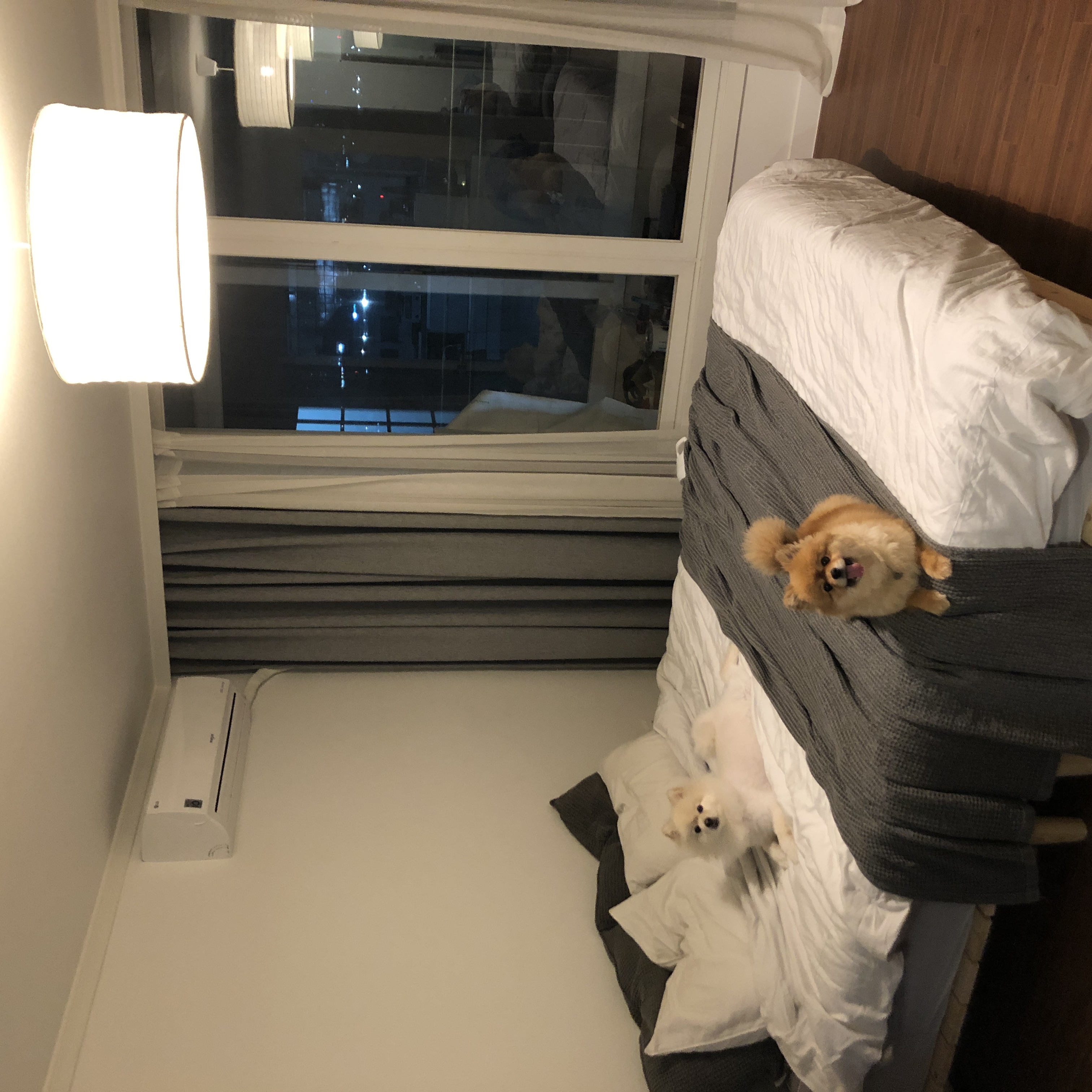 시흥 번식장 구조견 다봄이(탑3배추) 입양 두번째 후기 입니다♥