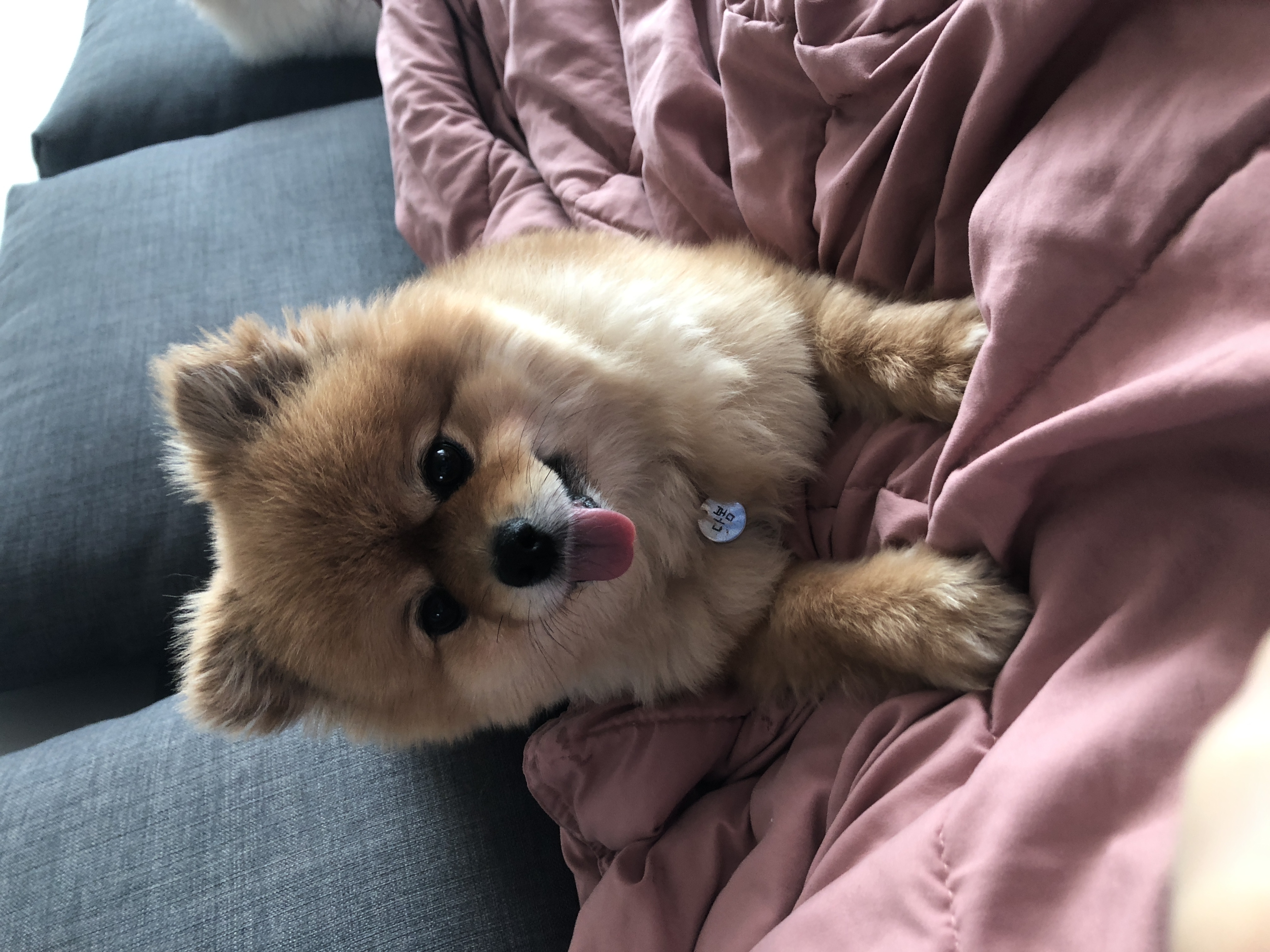 시흥 번식장 구조견 다봄이(탑3배추) 입양 두번째 후기 입니다♥