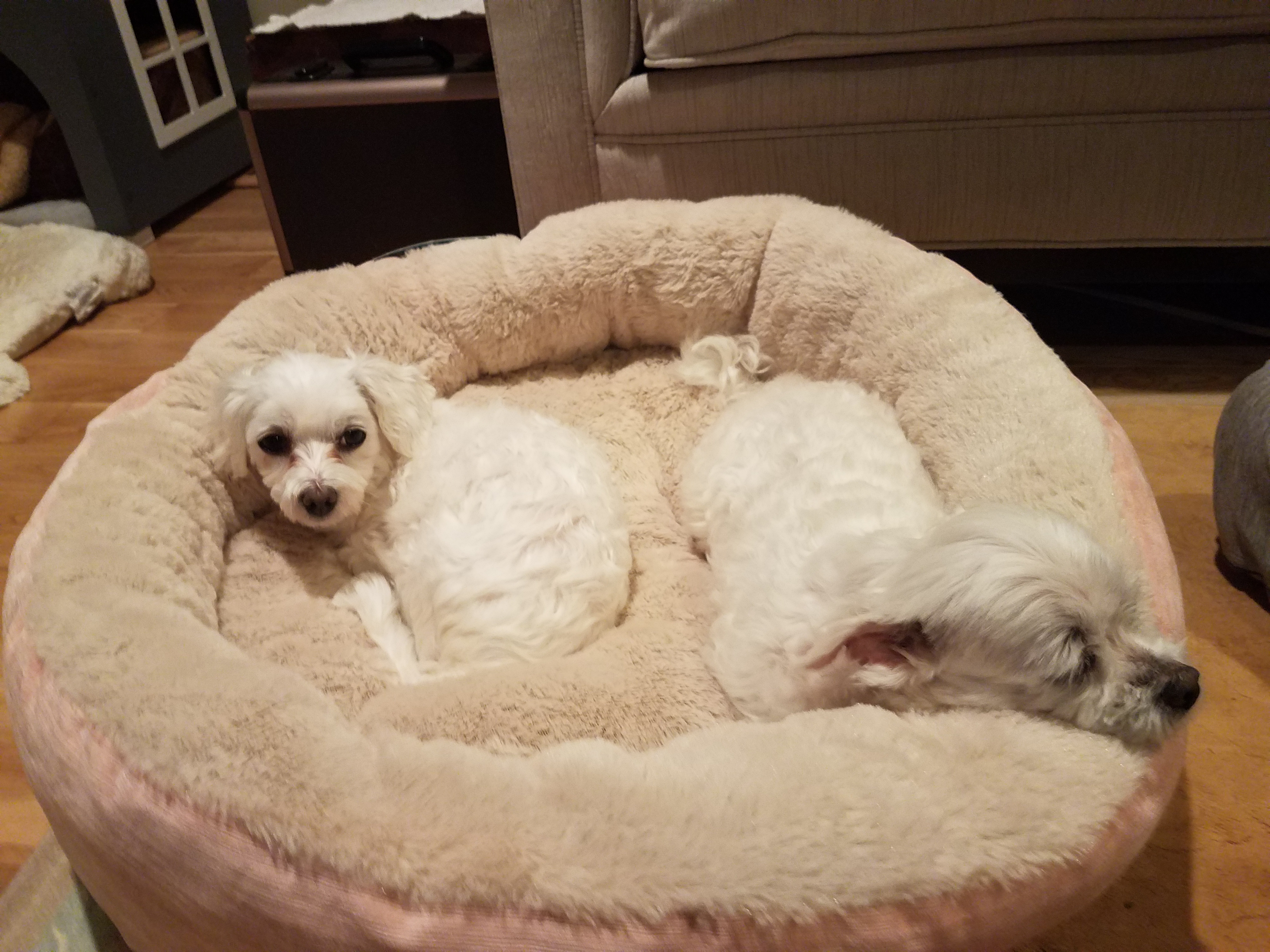 비단이 두번째 입양 후기 올려요~