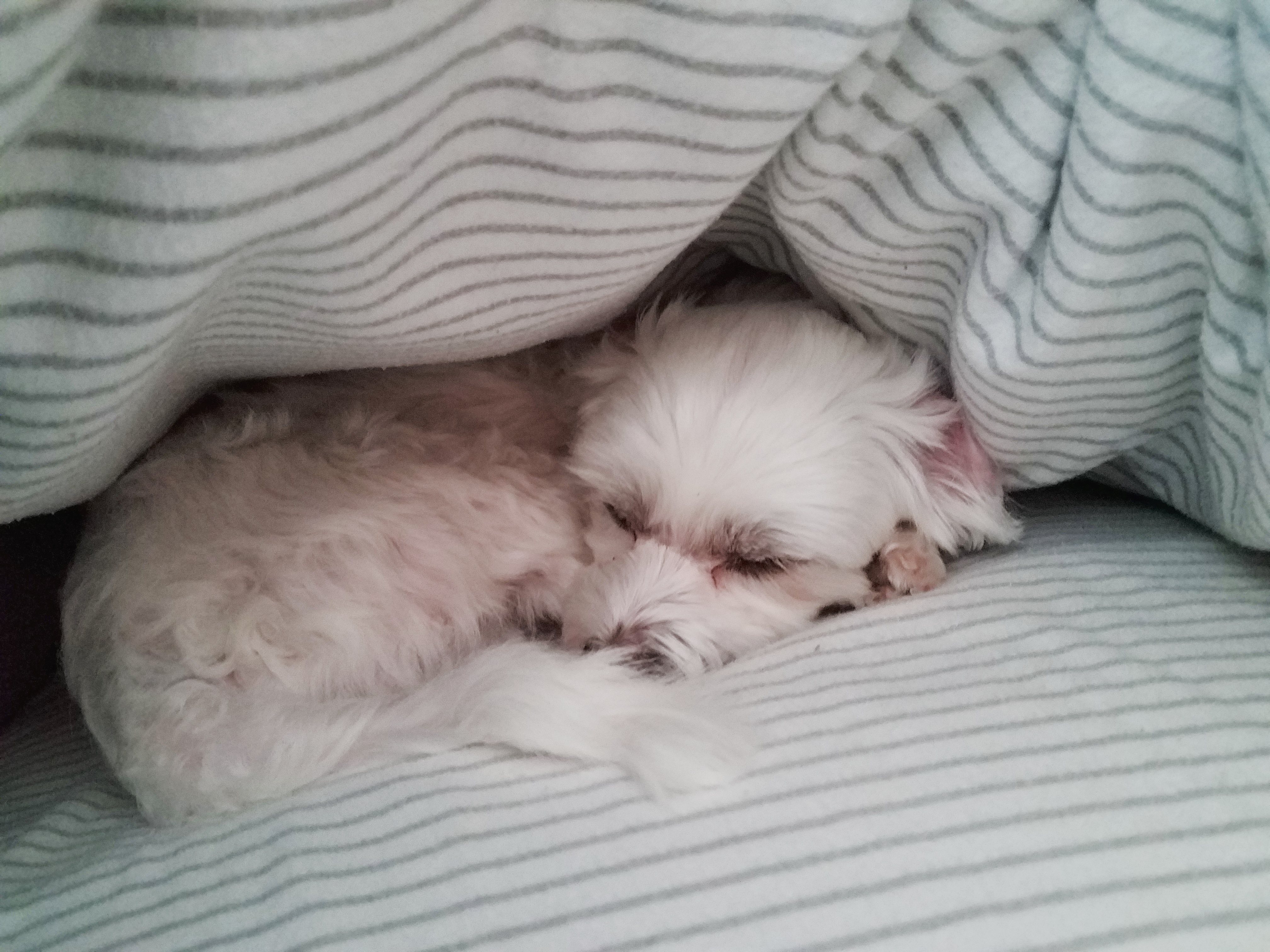 비단이 두번째 입양 후기 올려요~