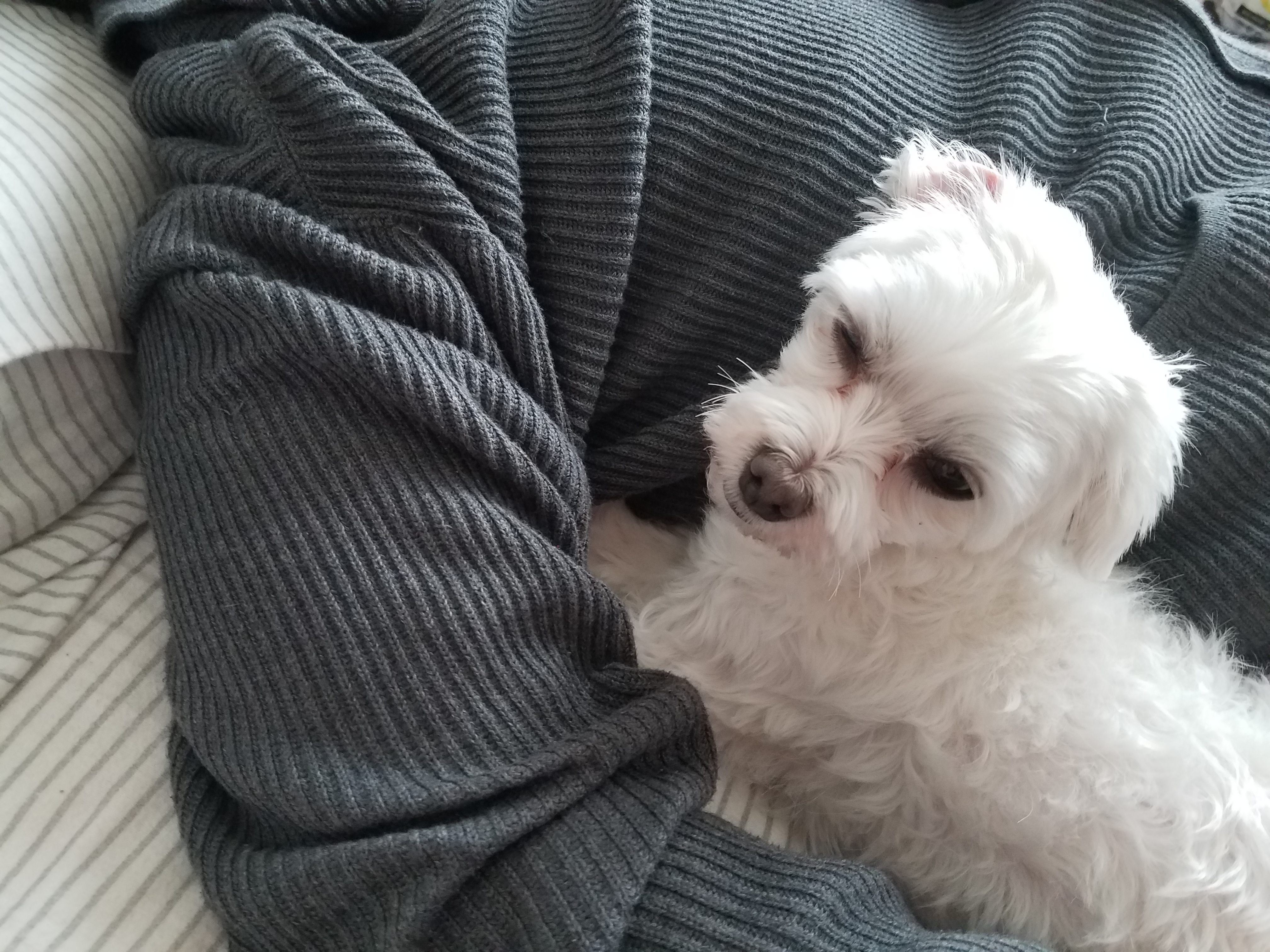 비단이 두번째 입양 후기 올려요~