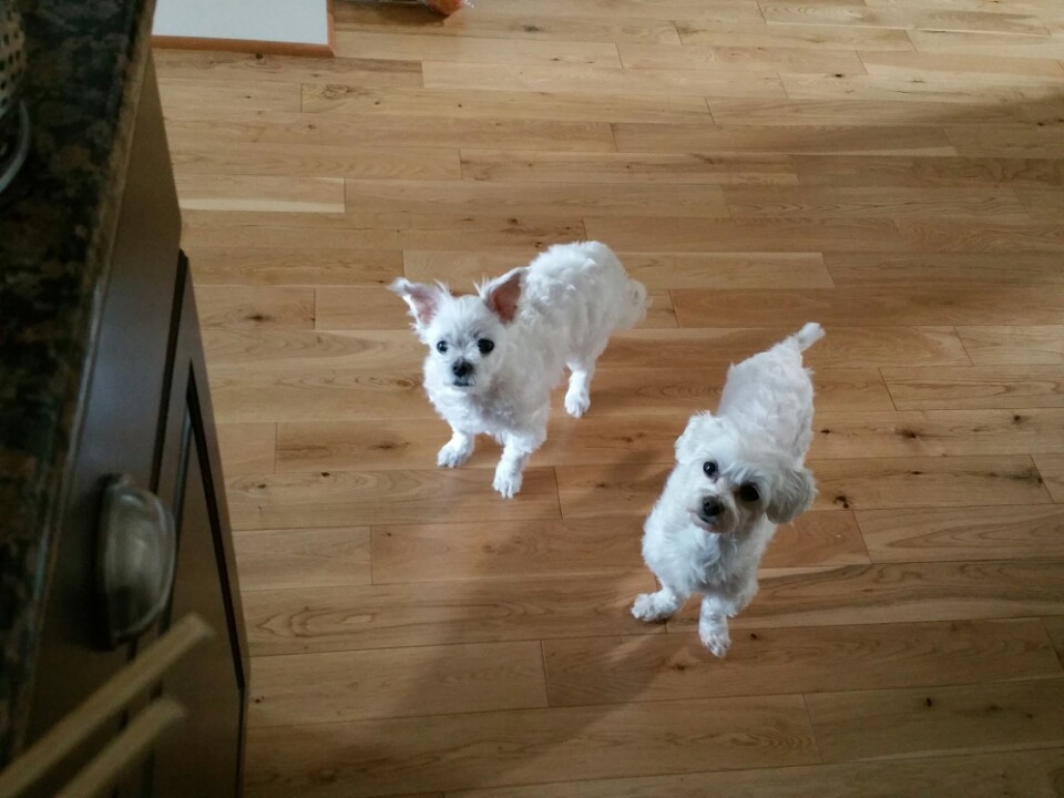 비단이 두번째 입양 후기 올려요~