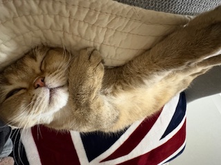 두두 (구 삼월이) 3개월 후기 🧡