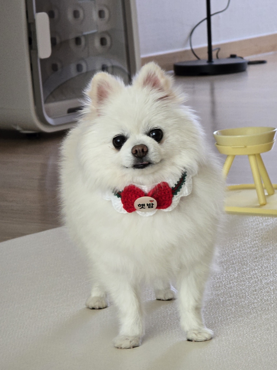 햇밤이와의 우리 세가족 이야기