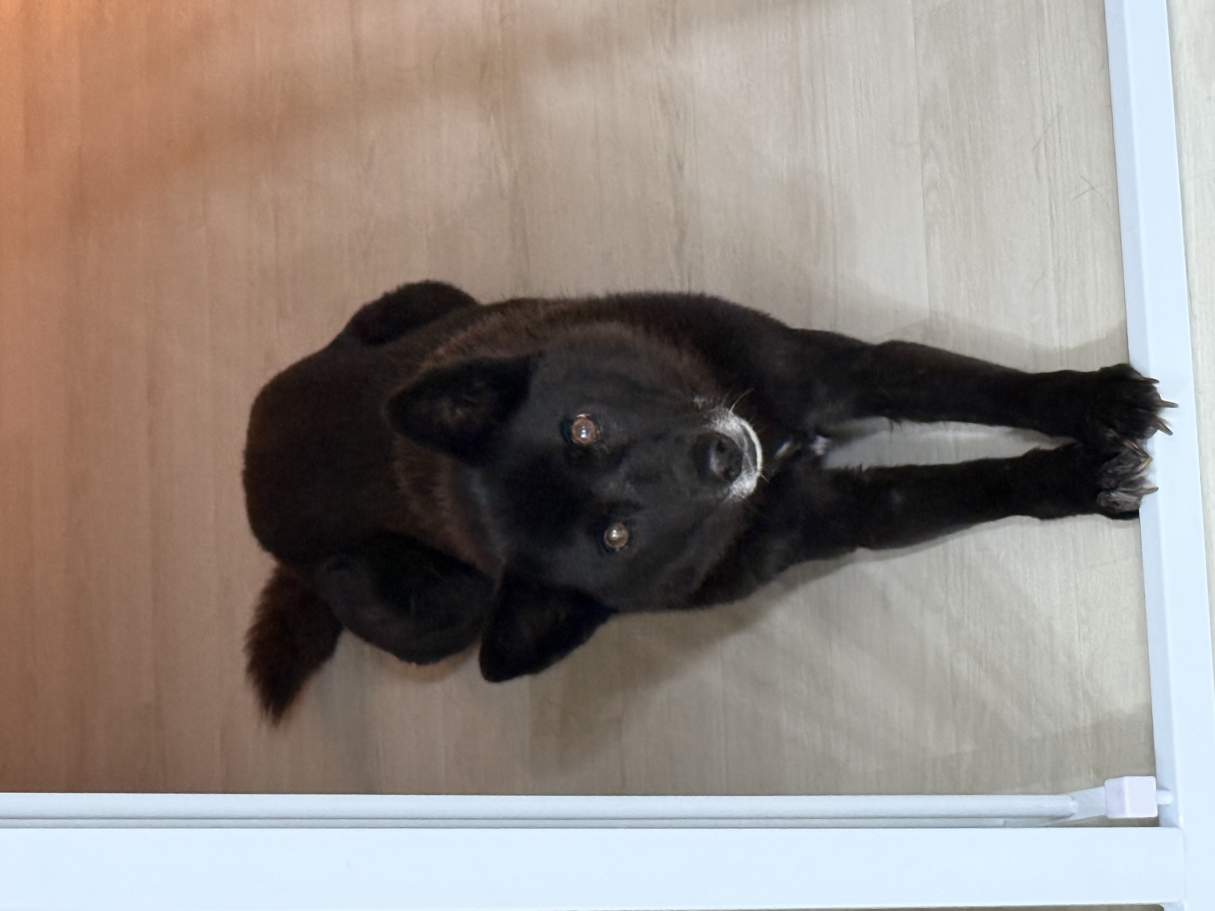 반달이와 친해지기