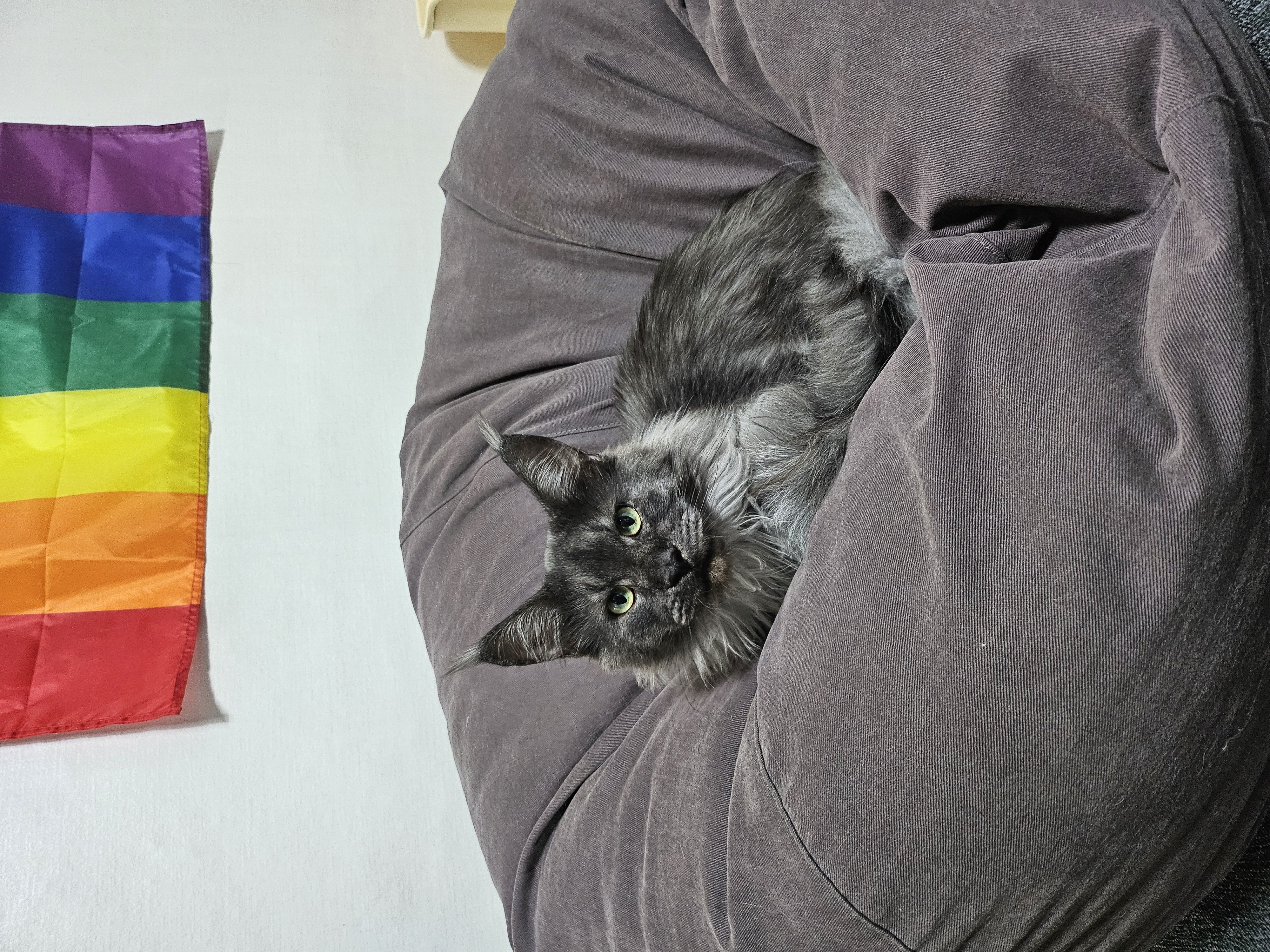 꾼이 입양 한달차