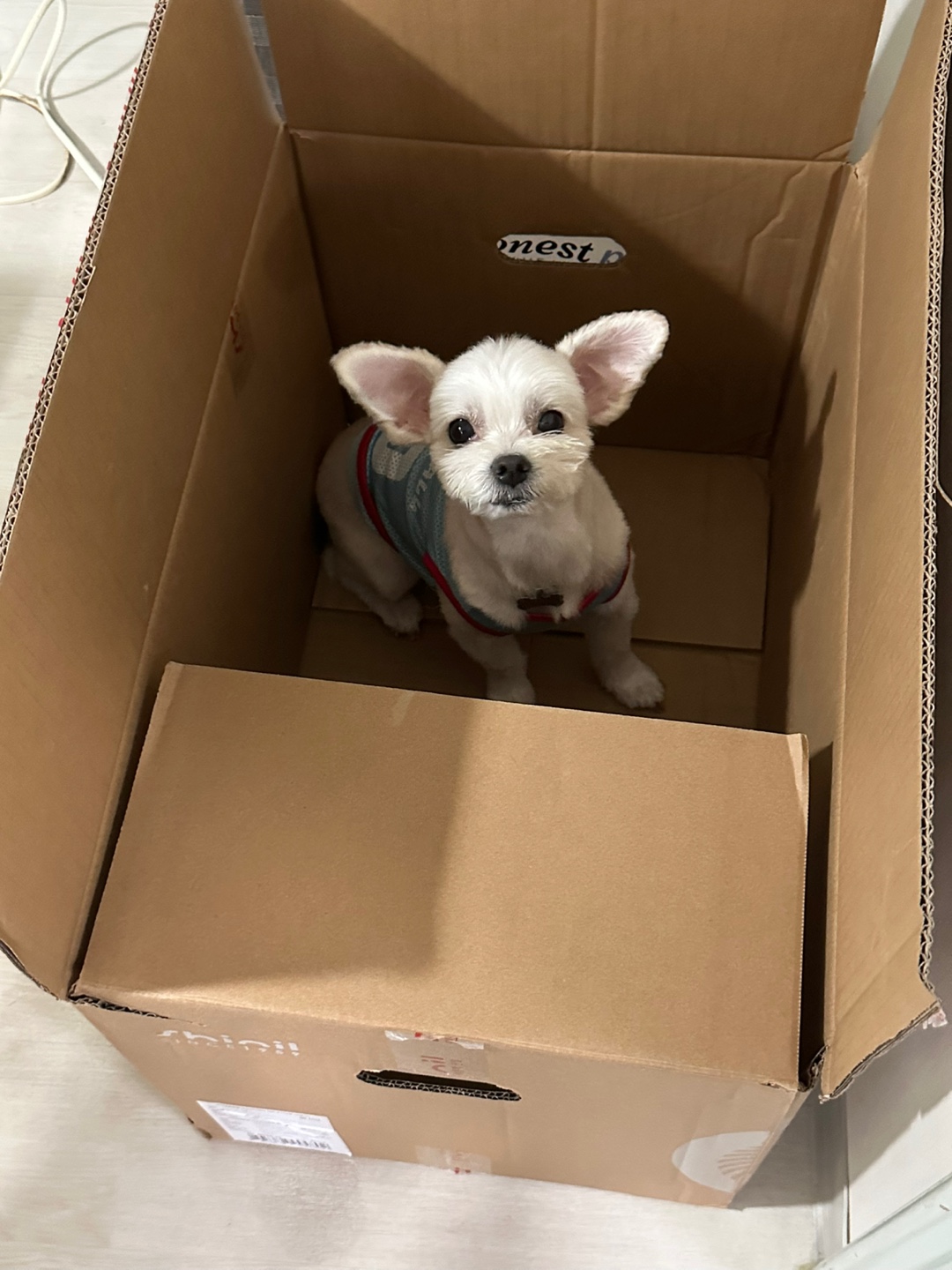 설기와 3년 잘 보내고 있습니다!!(구 오식이)