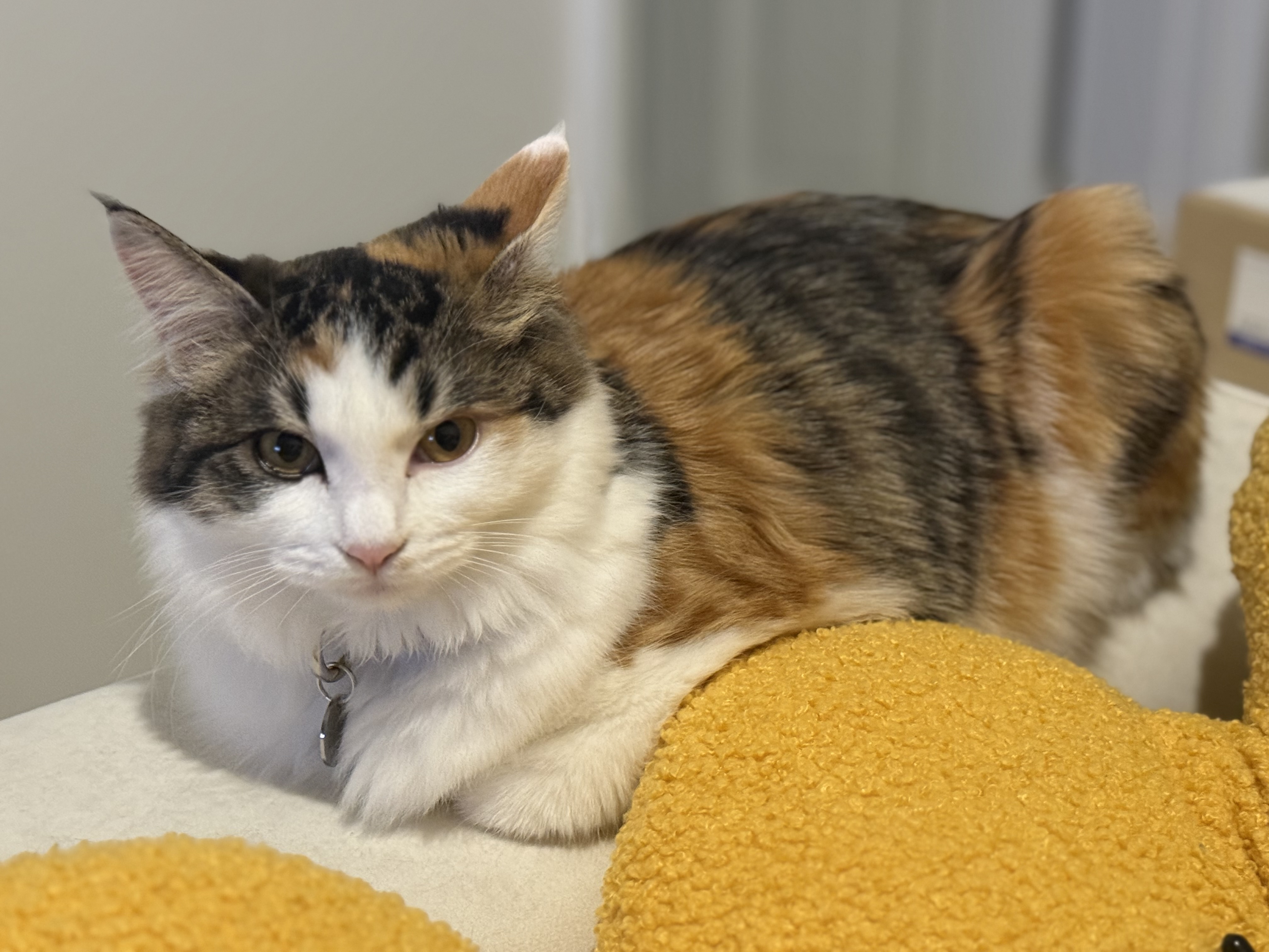 쌀롱이 한달 후기