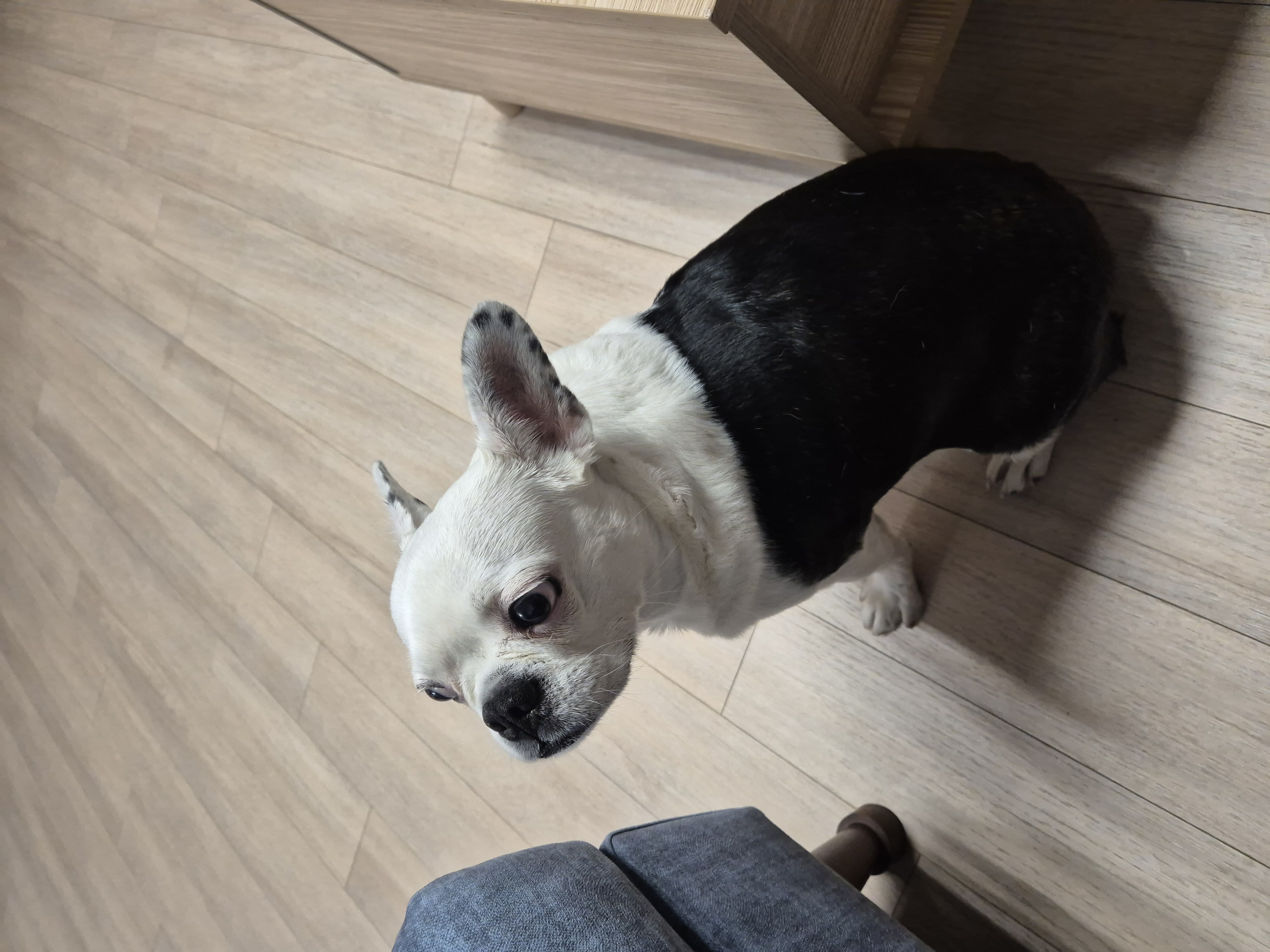 애둥이 근황^^ 오랜만이네요.