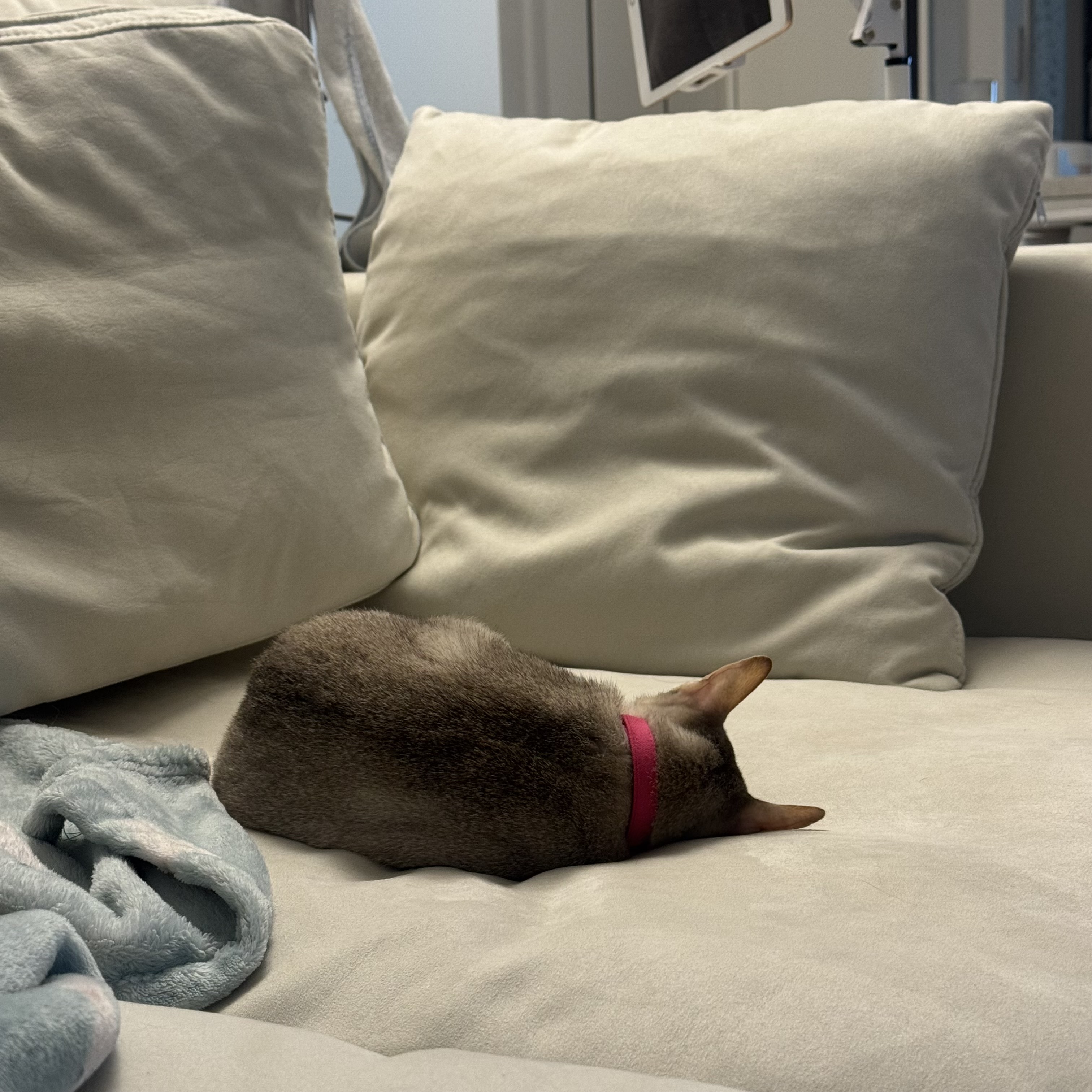 집냥이 한달 차 보리(울산 구조묘 순이)