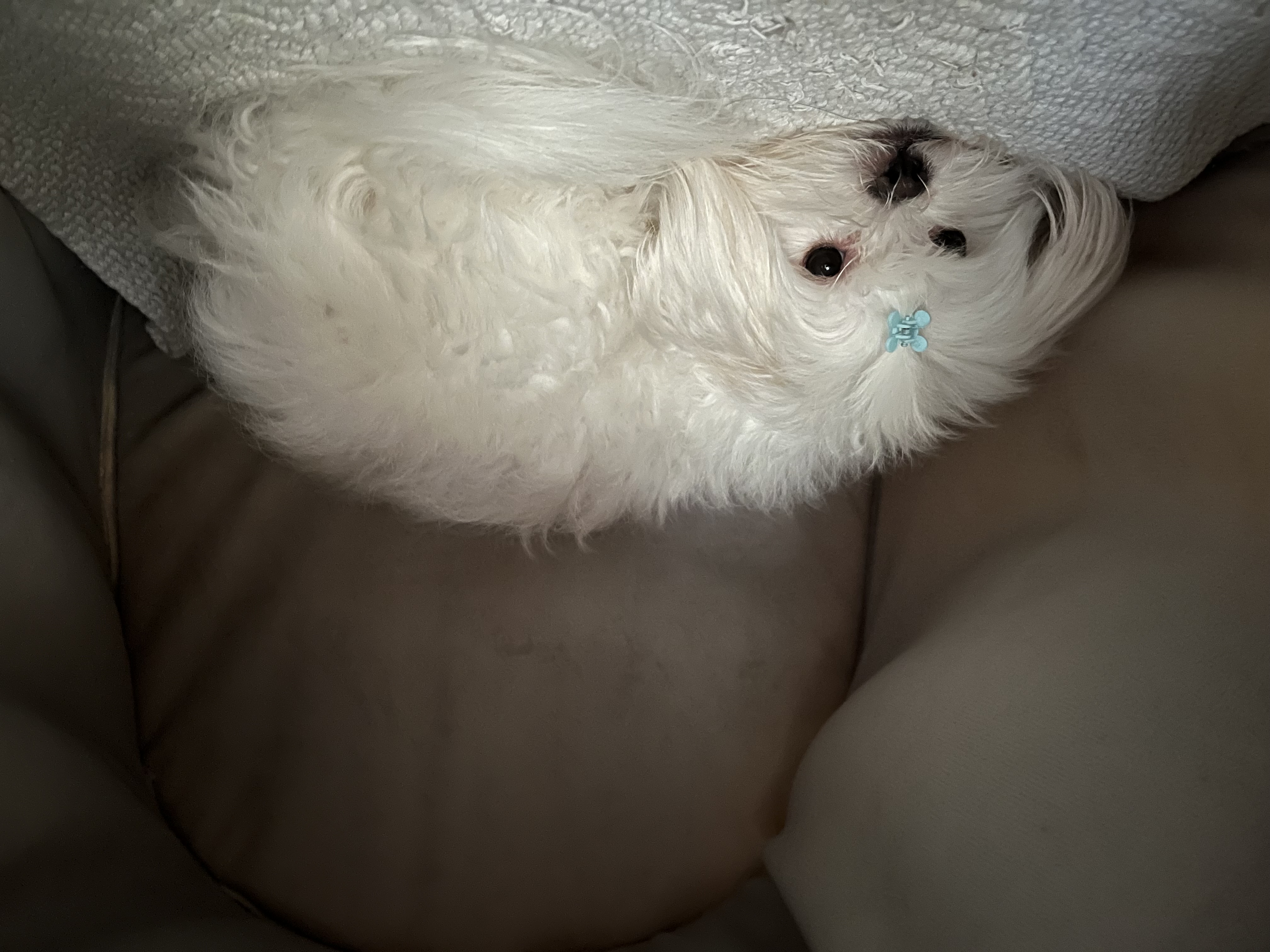 아츄 포리 코코네입니다!