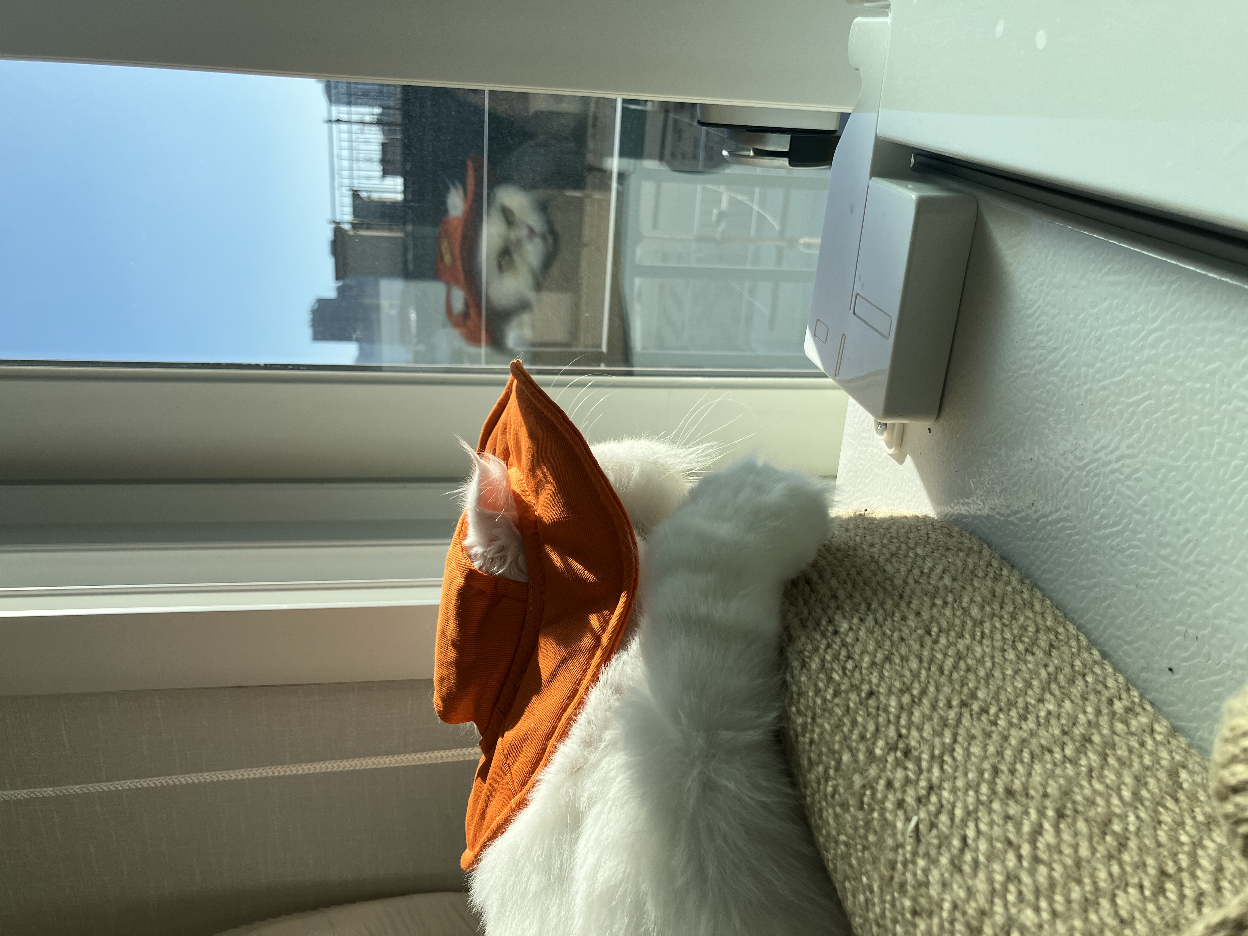 샤브(퉁퉁이)와의 1년