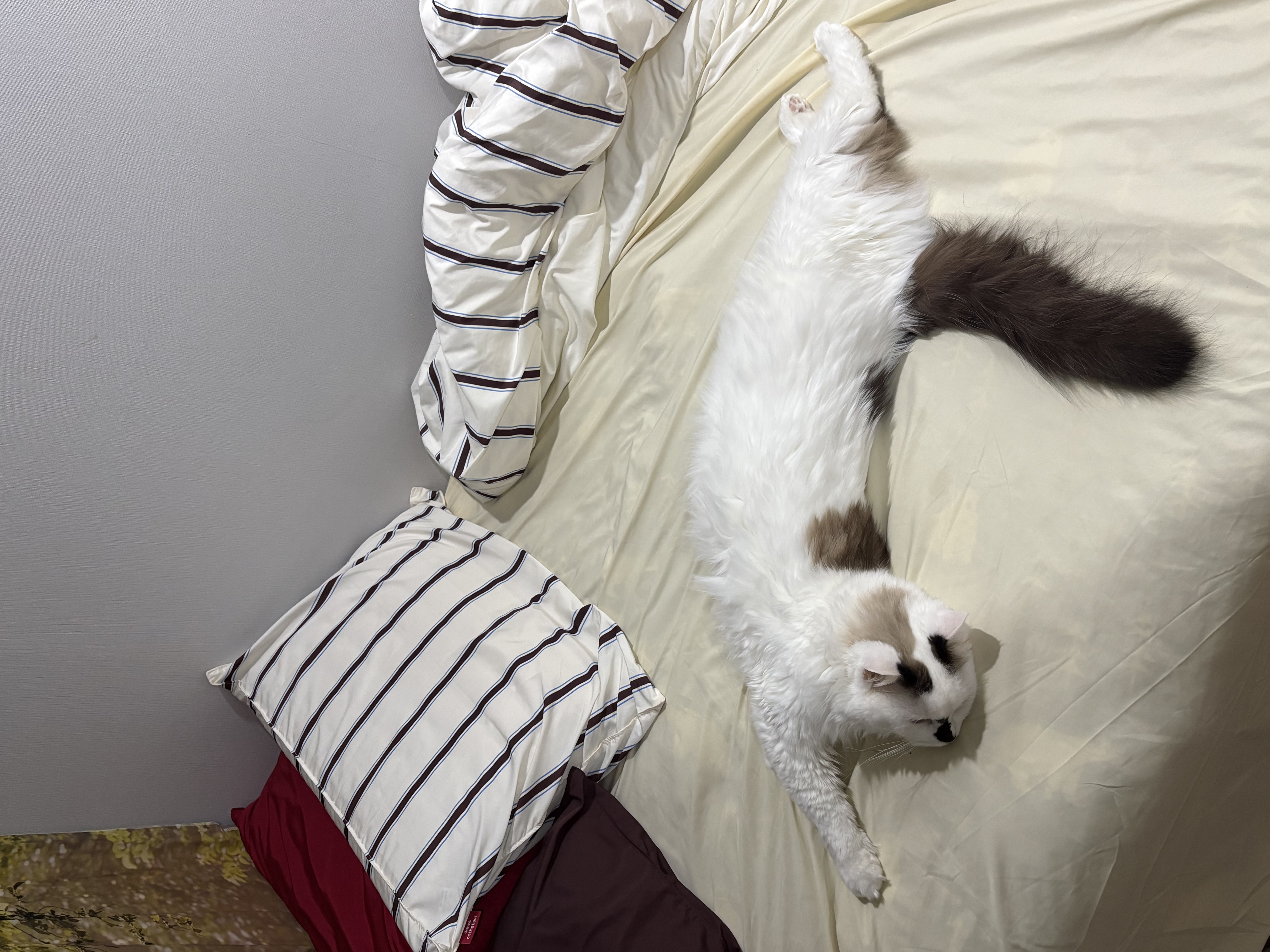 달이(썸씽이)와 2주년