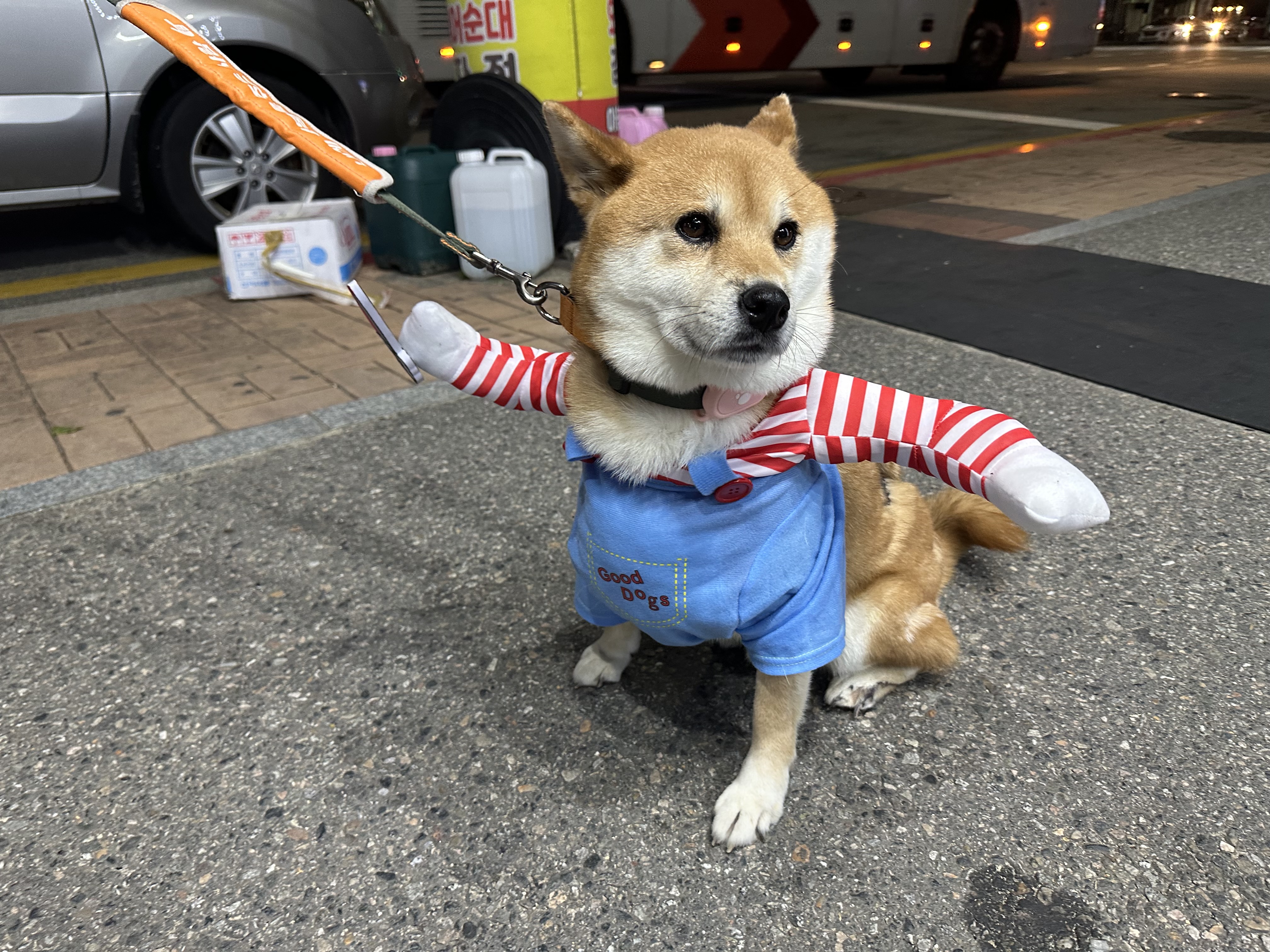 100일기념! 동배 입양 후기!!