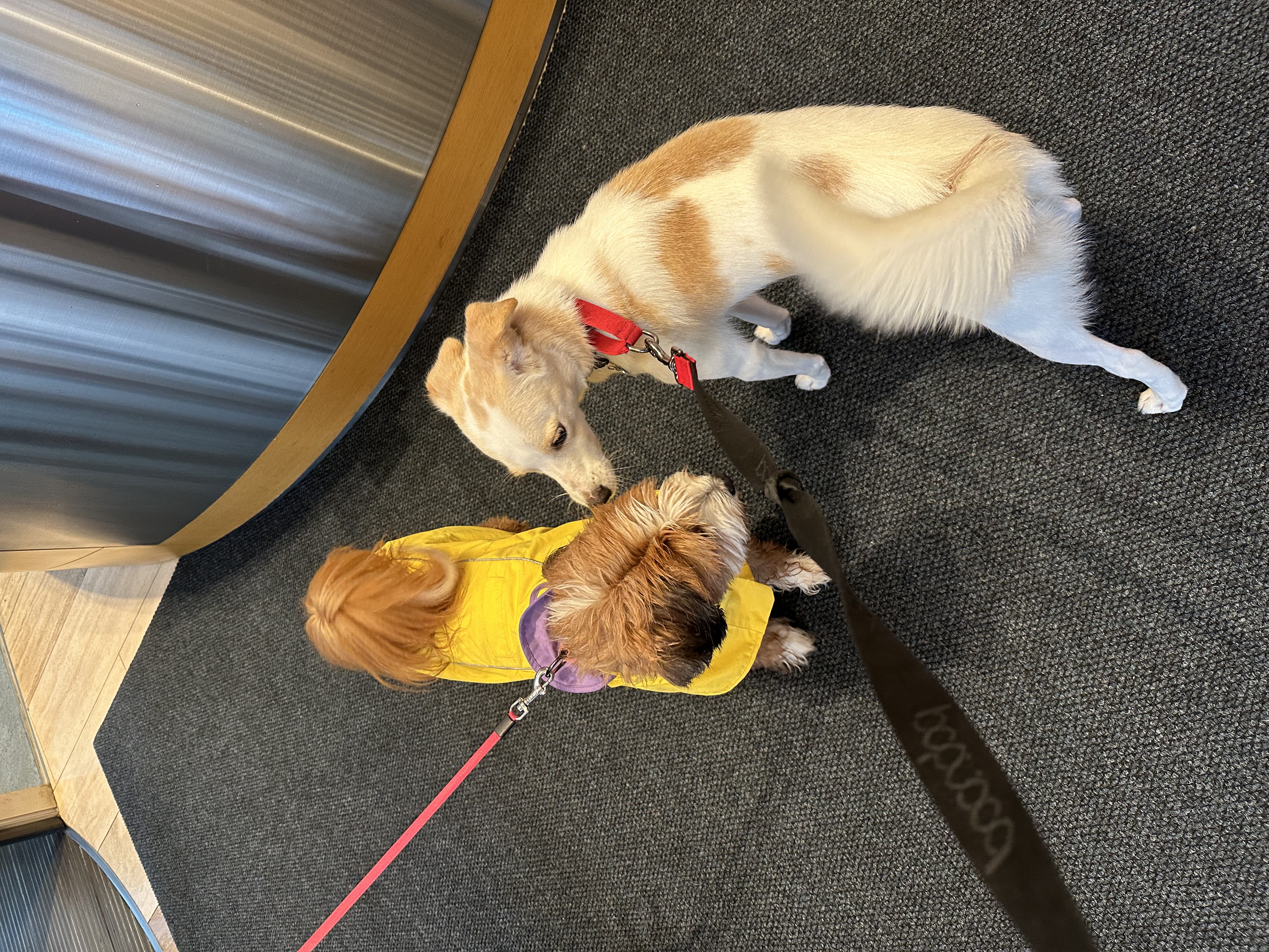 구구(구 건빛) 입양 2년차 후기입니다🧡