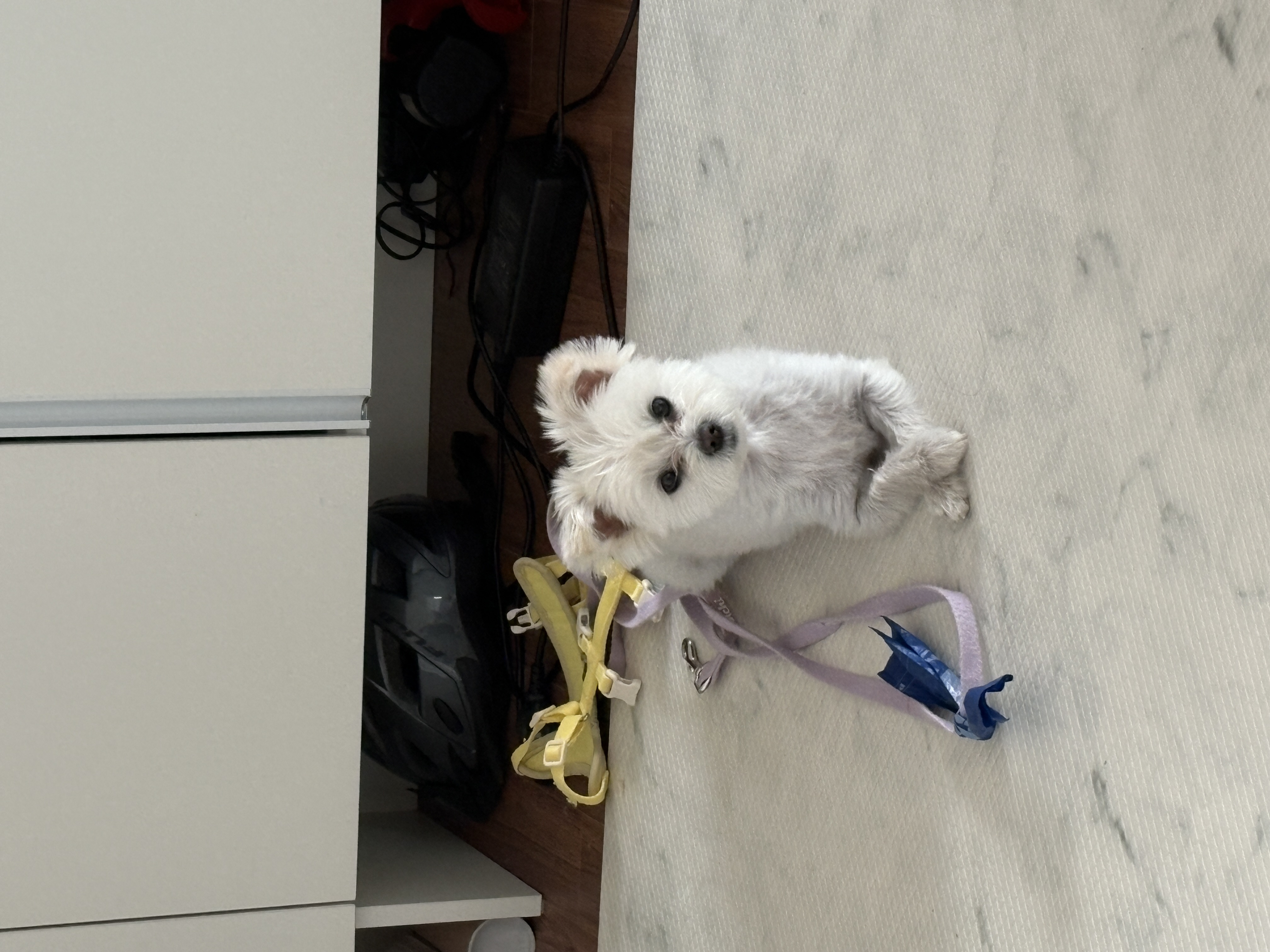 두리(소일이) 입양 3년차 이야기