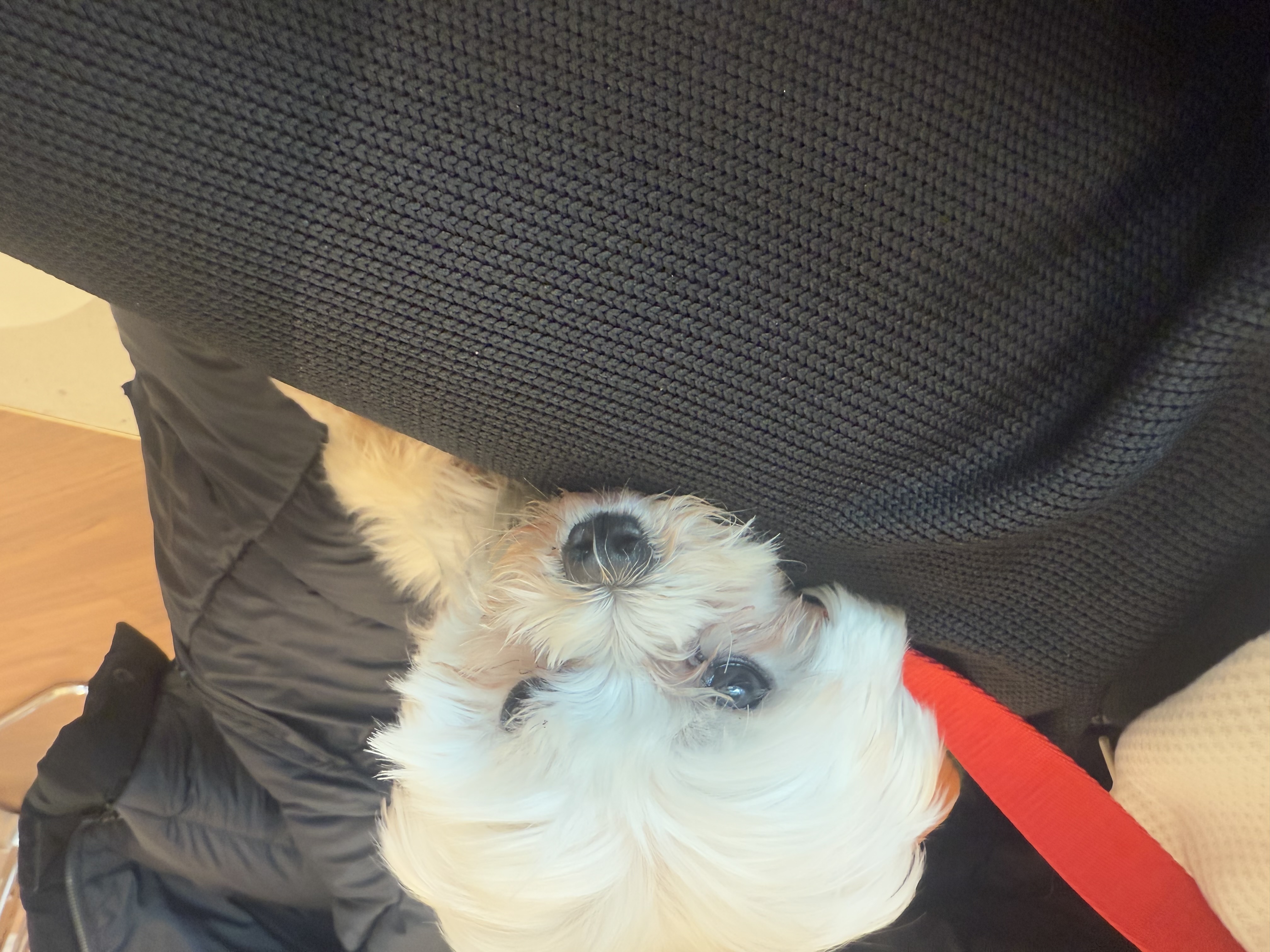 츄츄 와의 일상