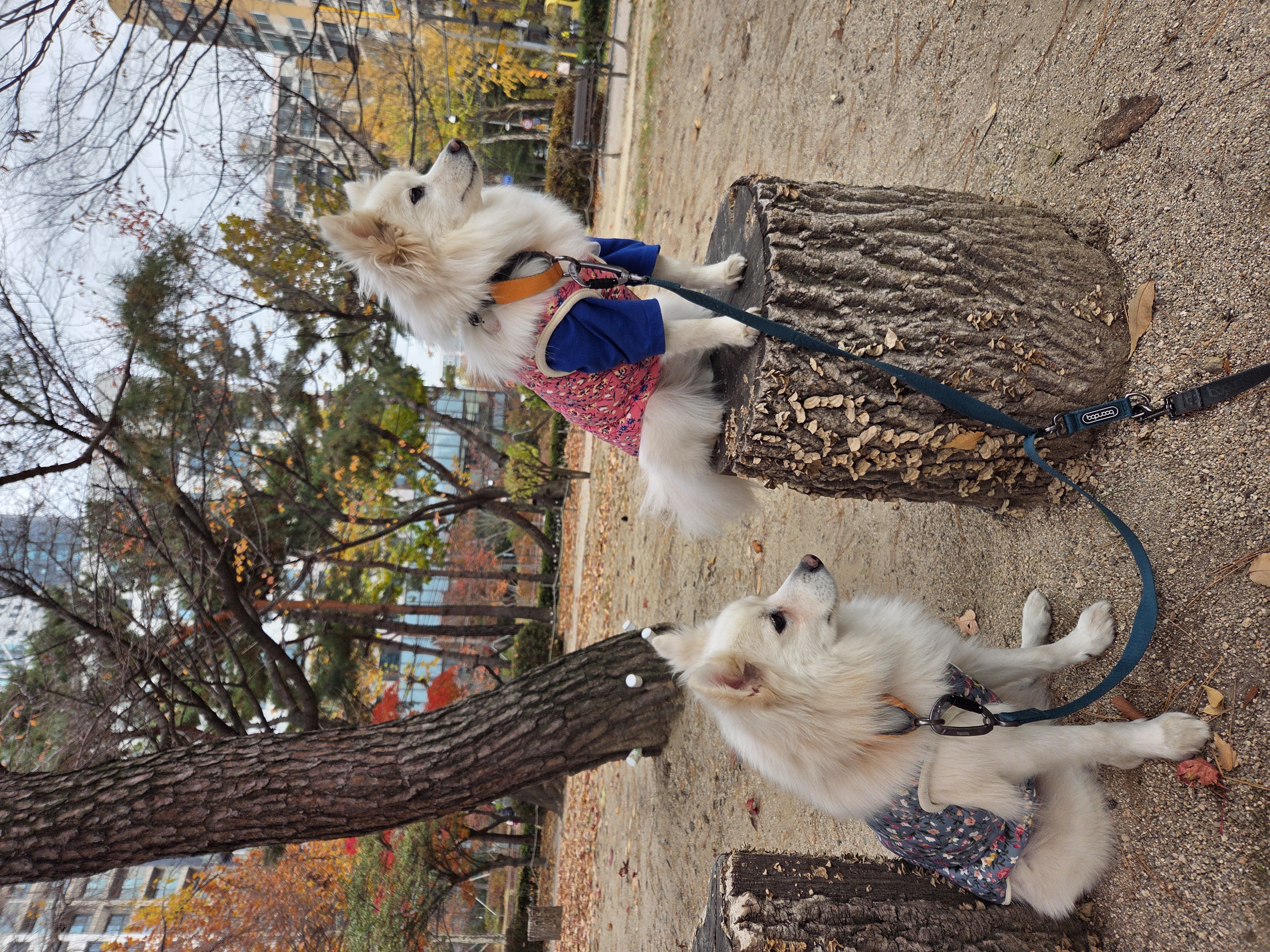 다람이+리유=🤍