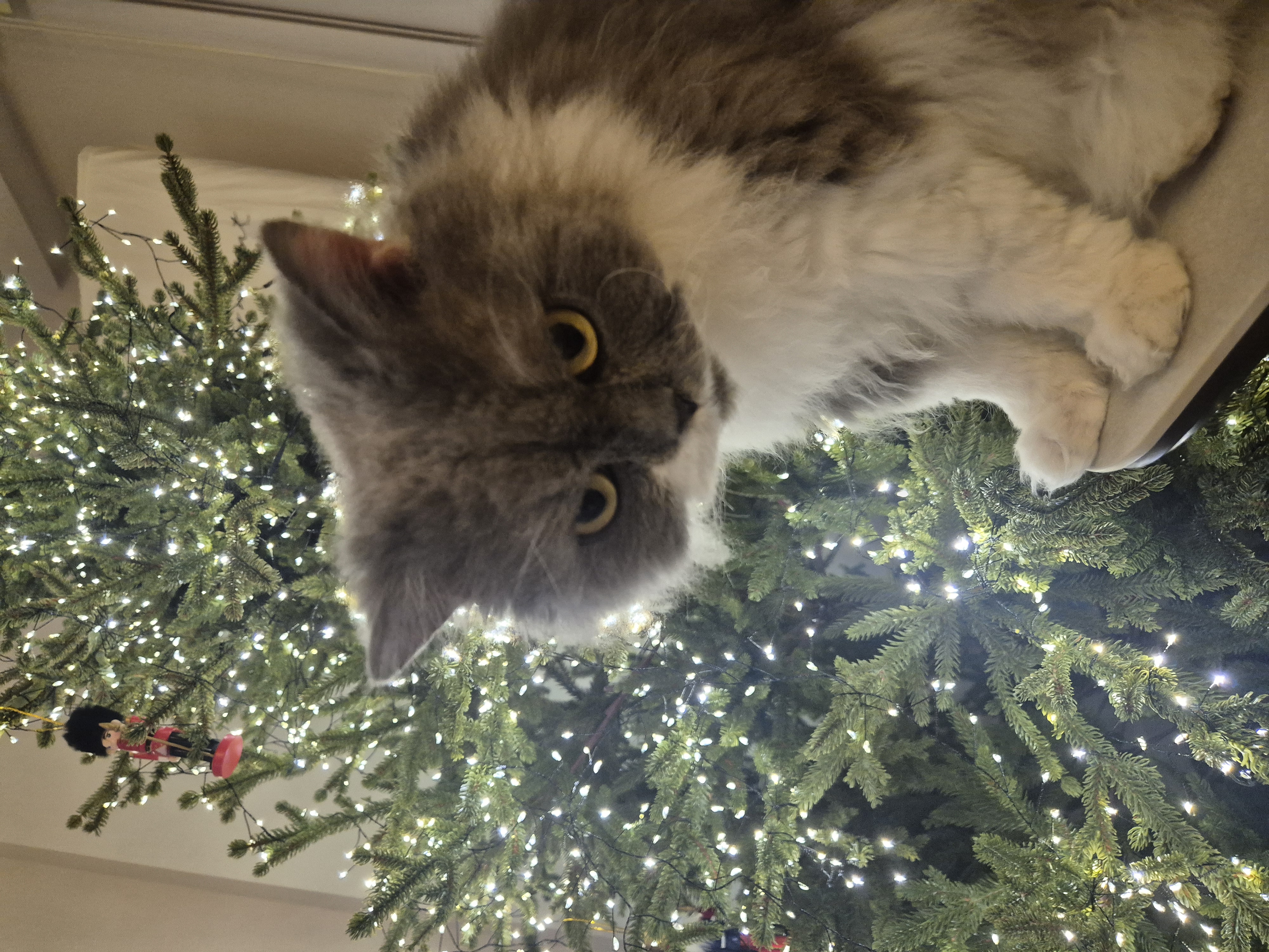 팡이(마포 영순이) 입양 2년차네요~