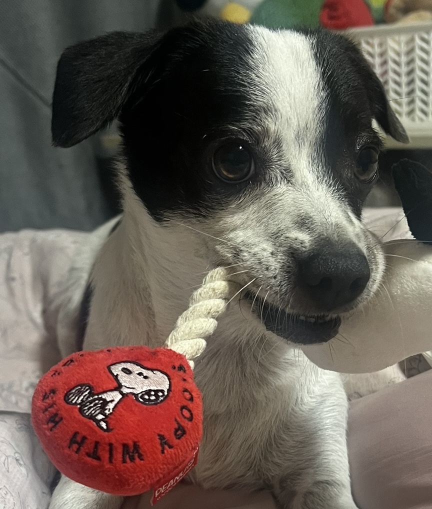 아키(구 하얀이)와 가족이 된지 4년이 됐어요