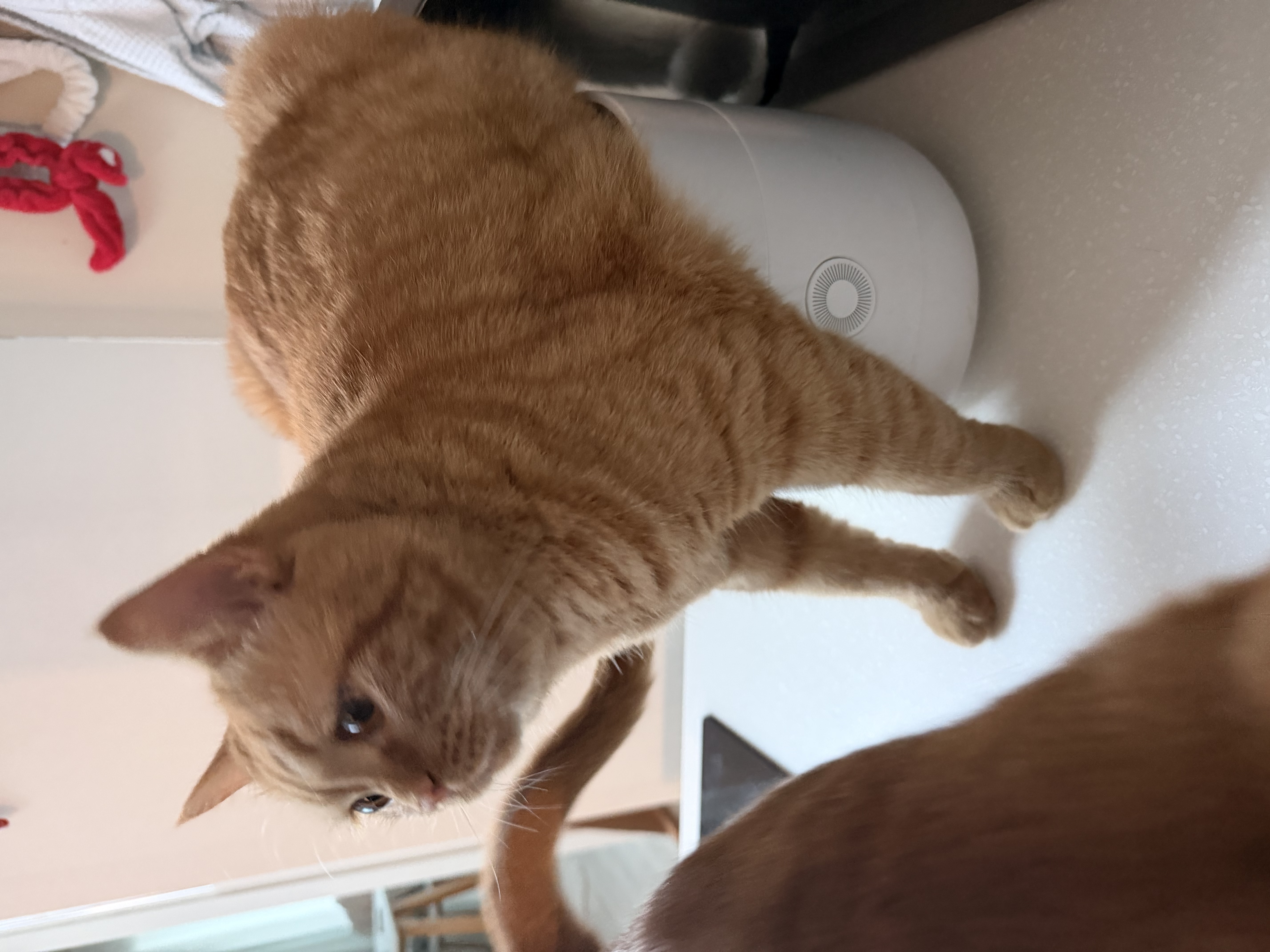 아련눈빛 에몽이 잊지 않으셨죠..?