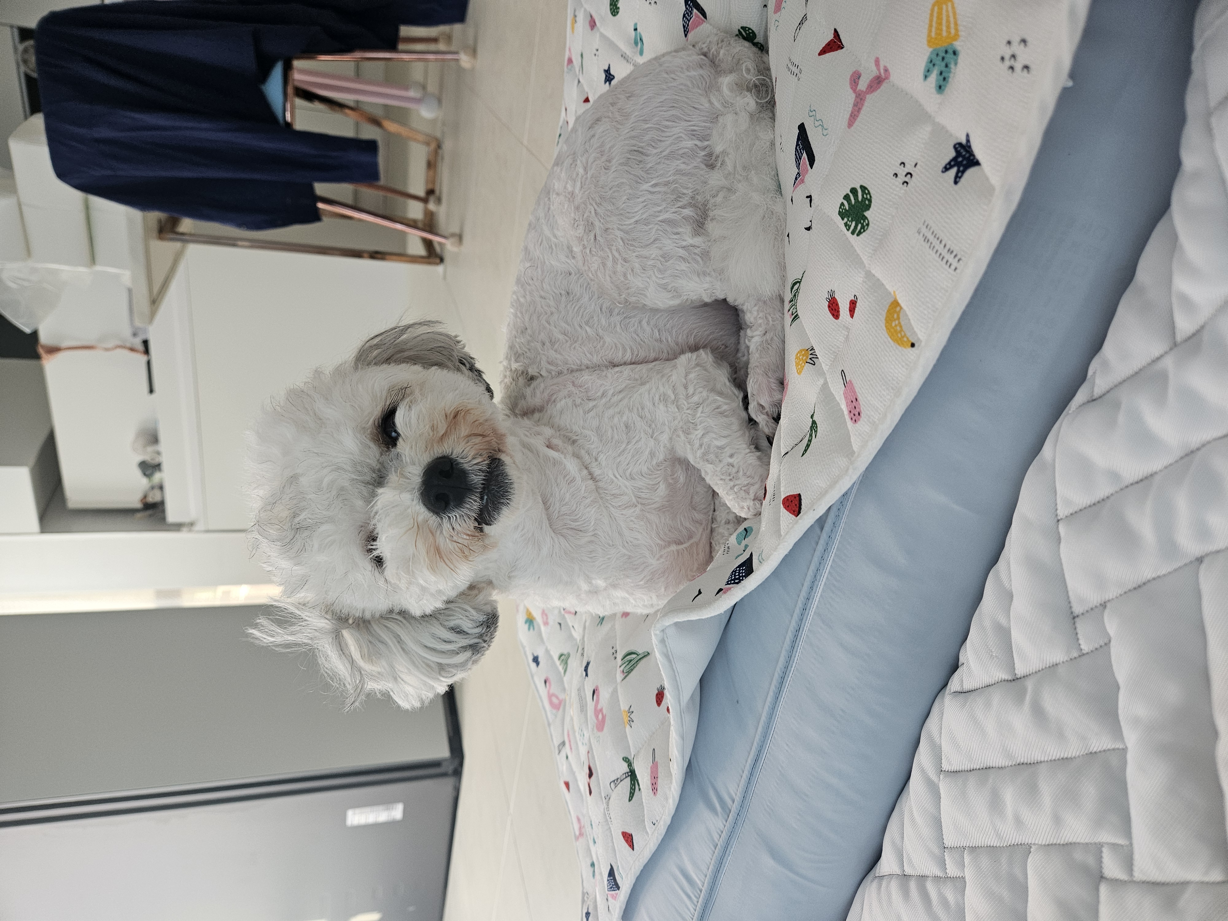 알록이(미소)입양2주년