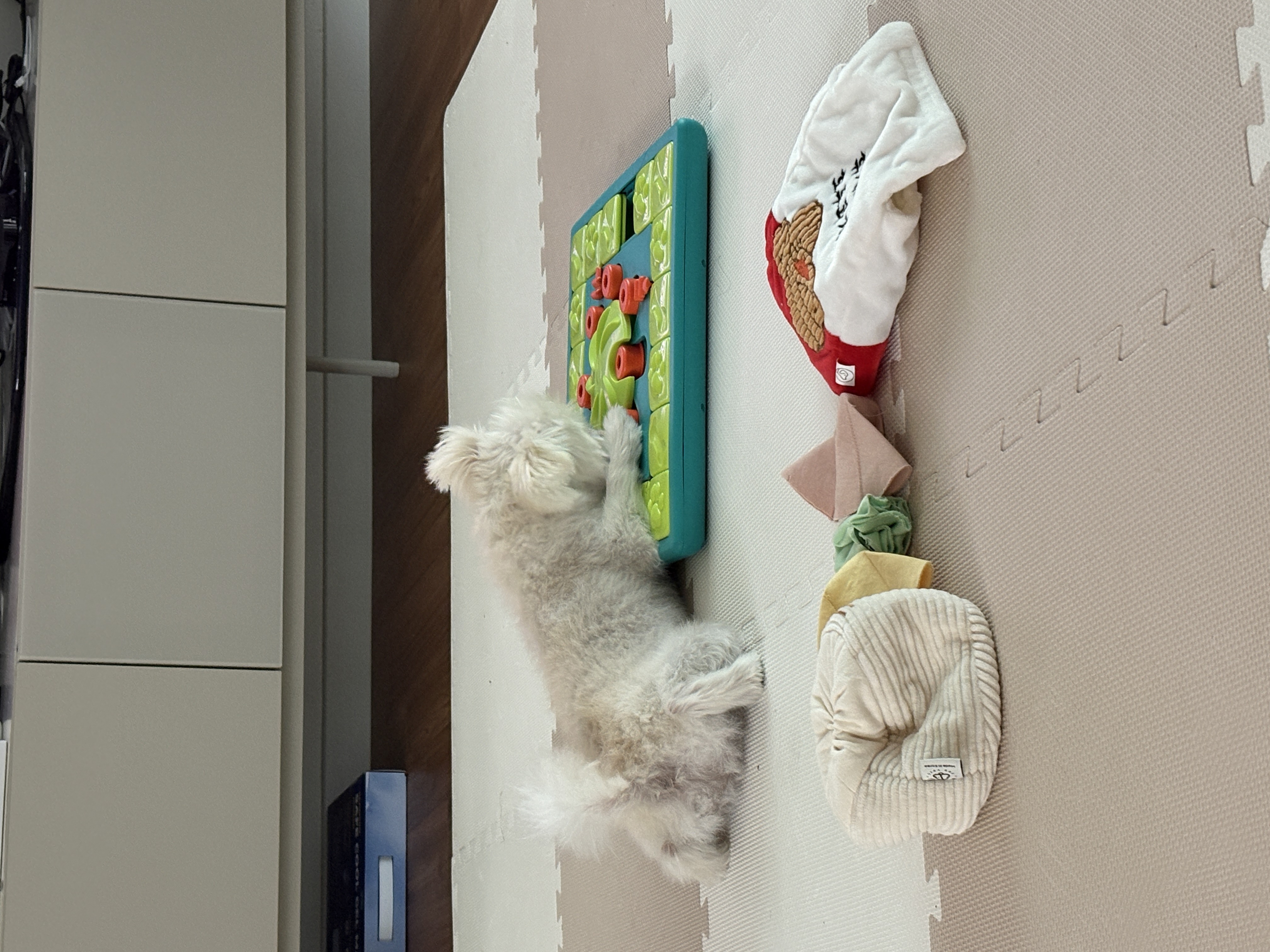 두리(소일이) 입양 3년차 이야기