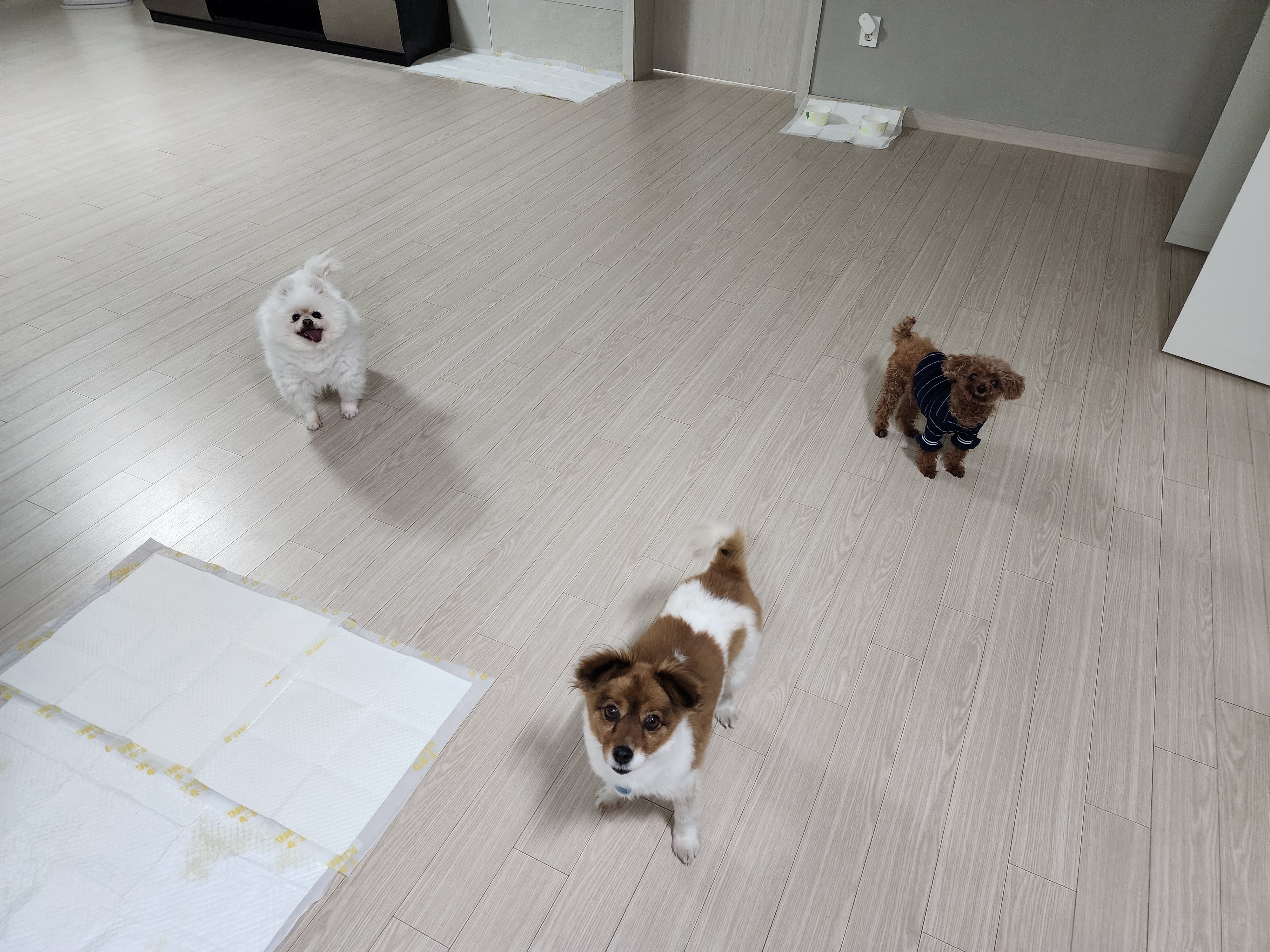 프림이와 루키(구_첼로)의 요즘 일상