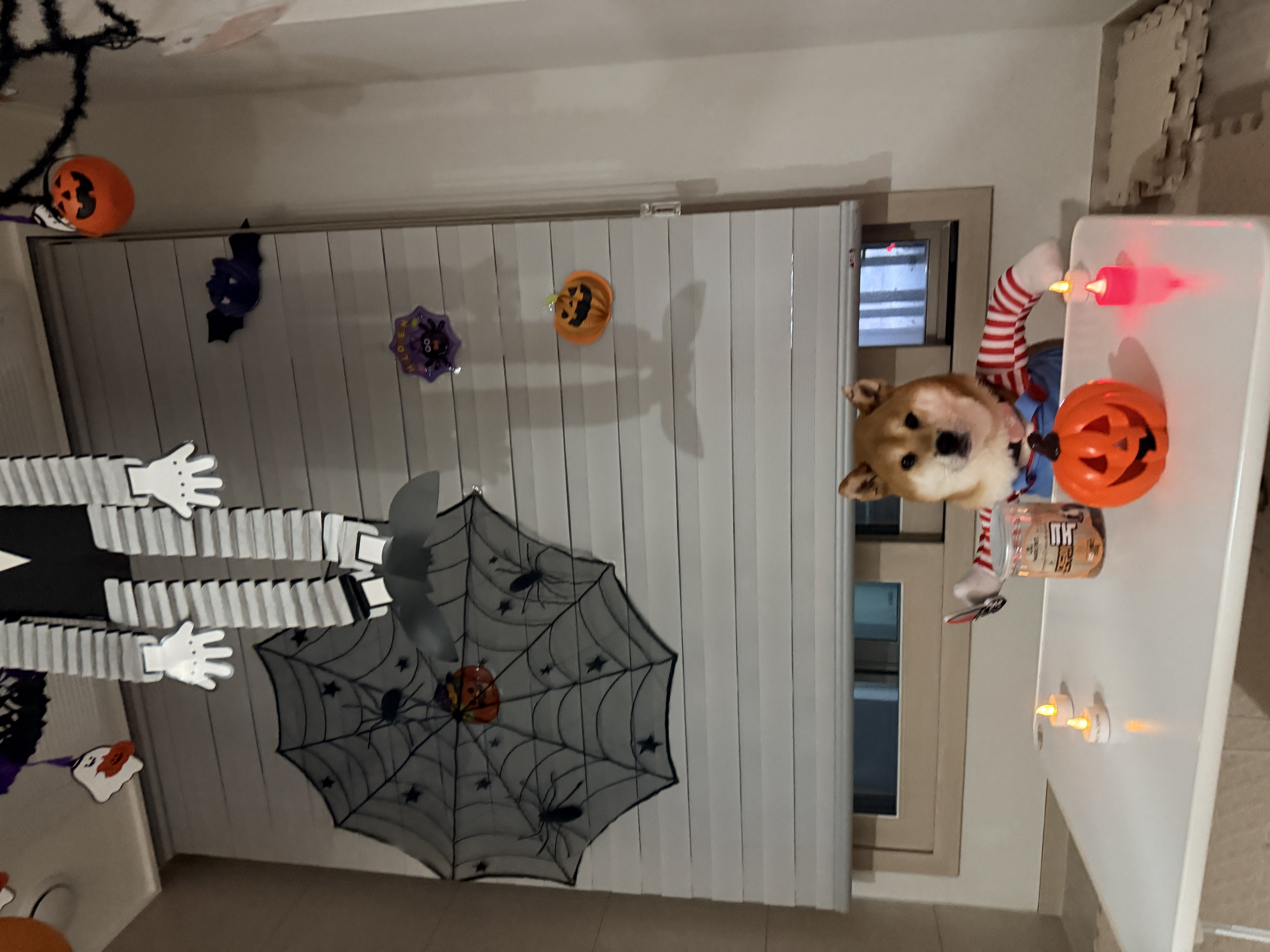 100일기념! 동배 입양 후기!!