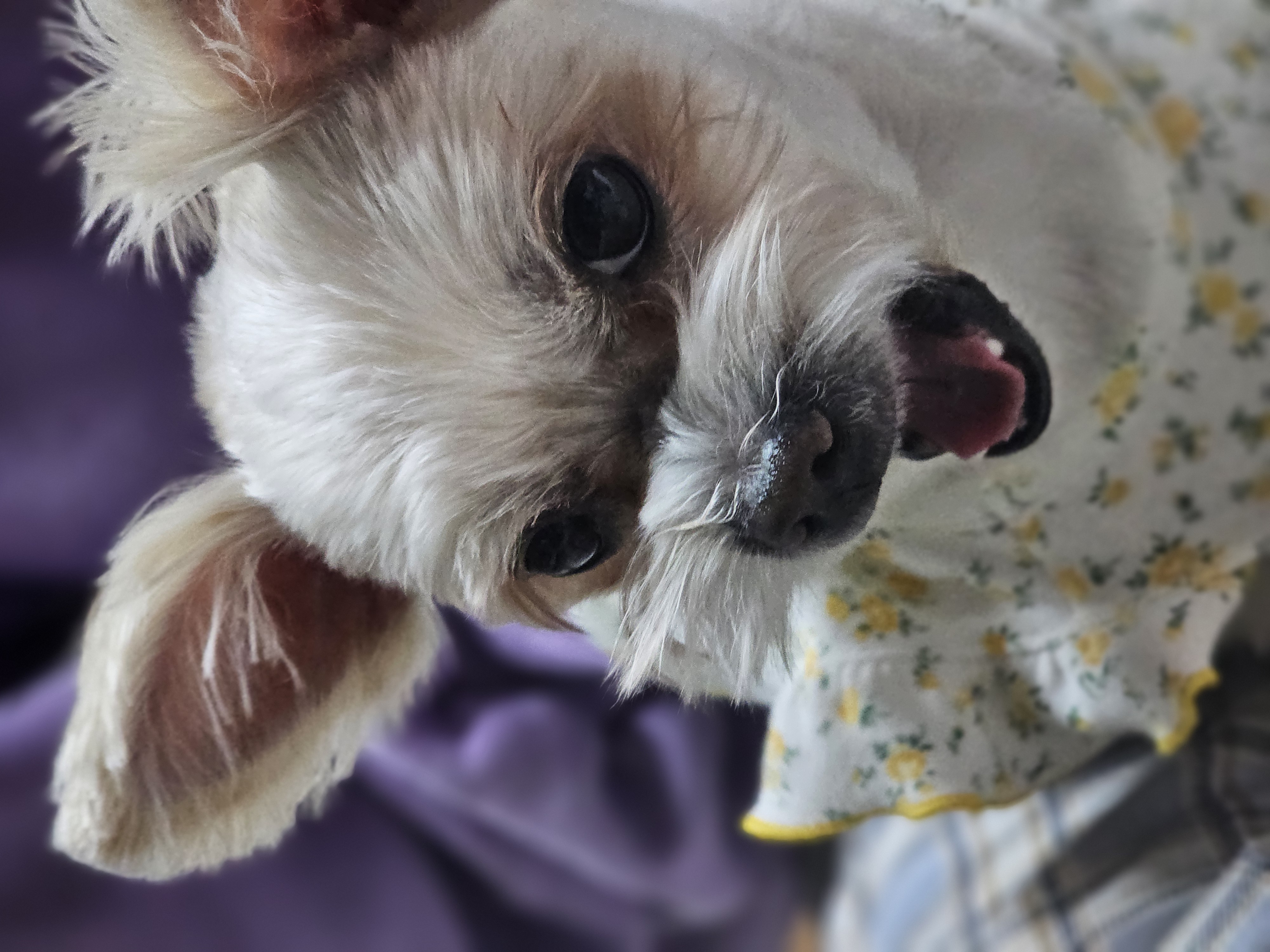 소중한 가족 두식이(구 엘디)3년 후기