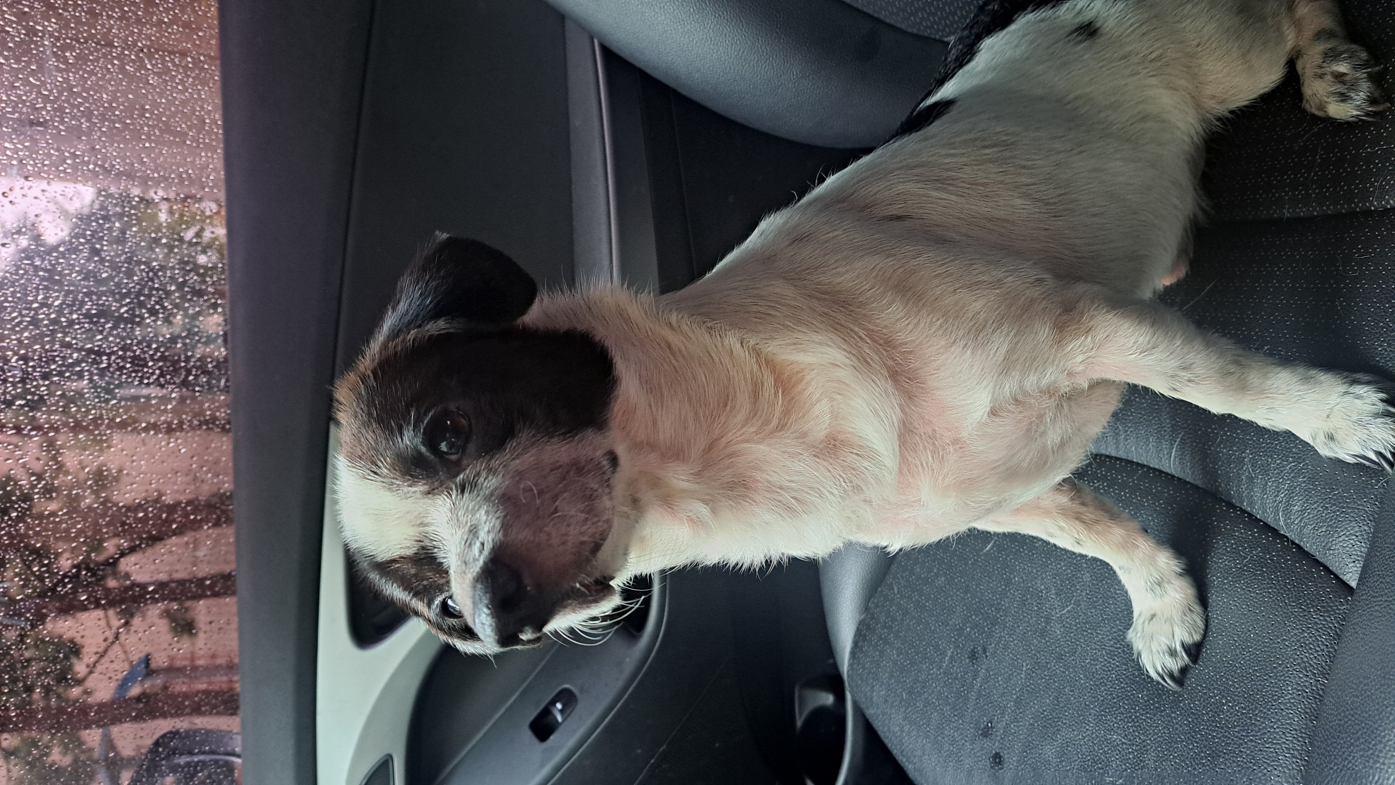 깨비(다일이) 입양 후 이야기