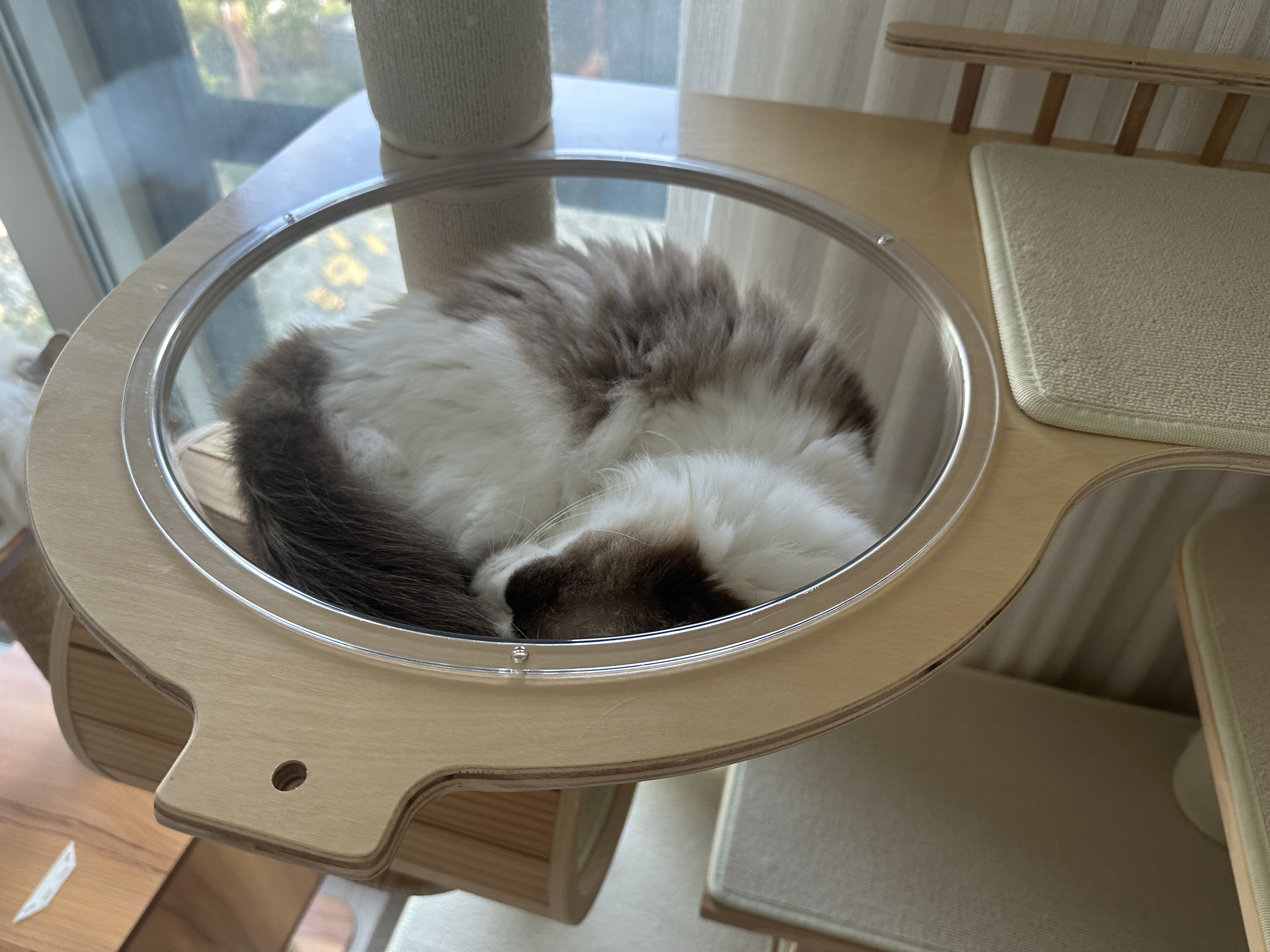 구 라푼젤 현 라라 1주일 입양기 feat. 현 샤샤 구 에리얼