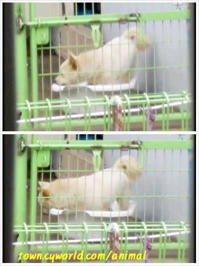 욕조에 들어간,,,복돌이...