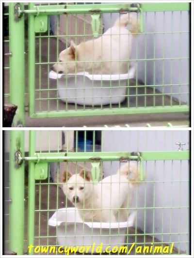 욕조에 들어간,,,복돌이...