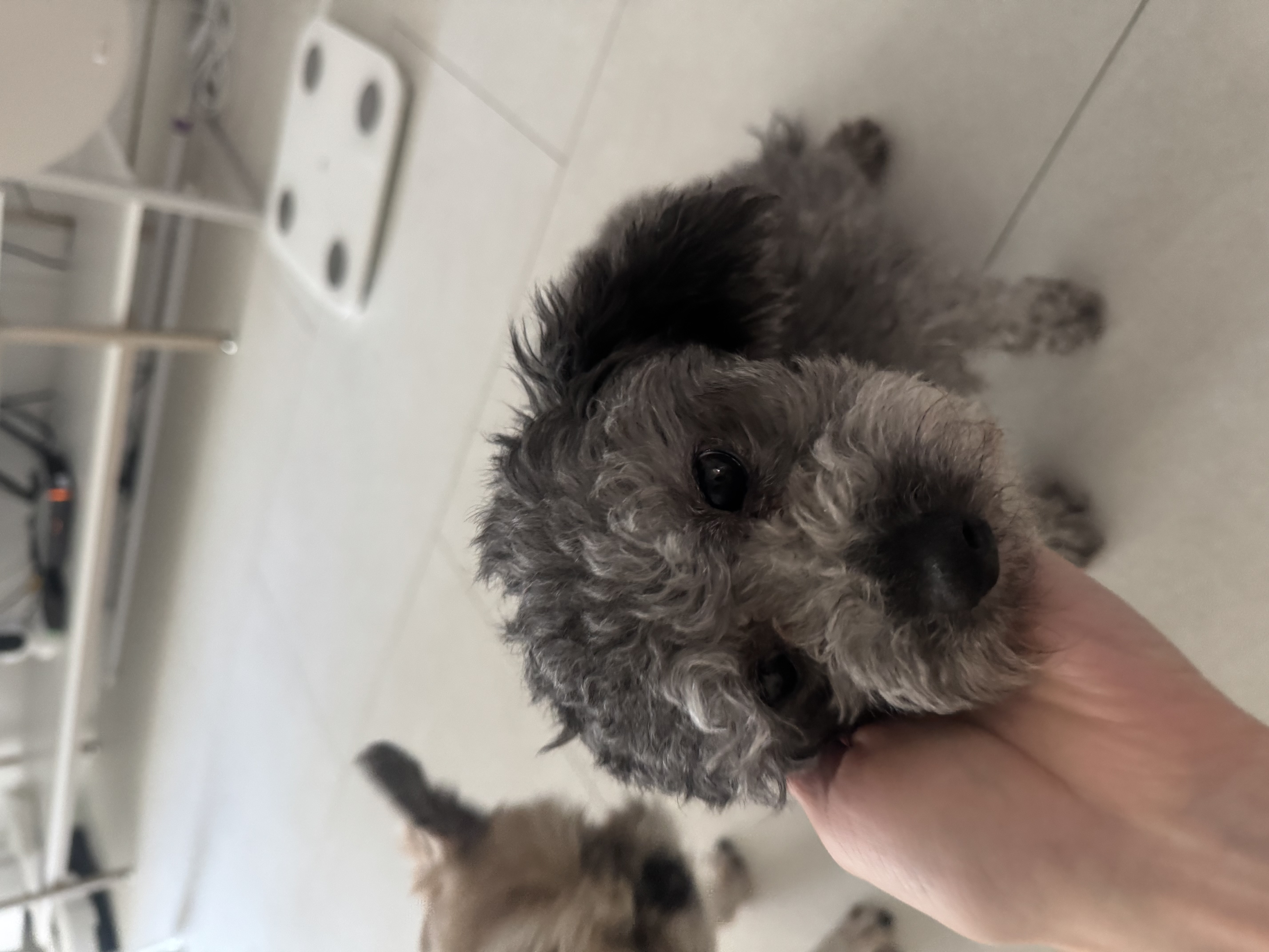 살랑이(구 팅팅) 소식 올려요~