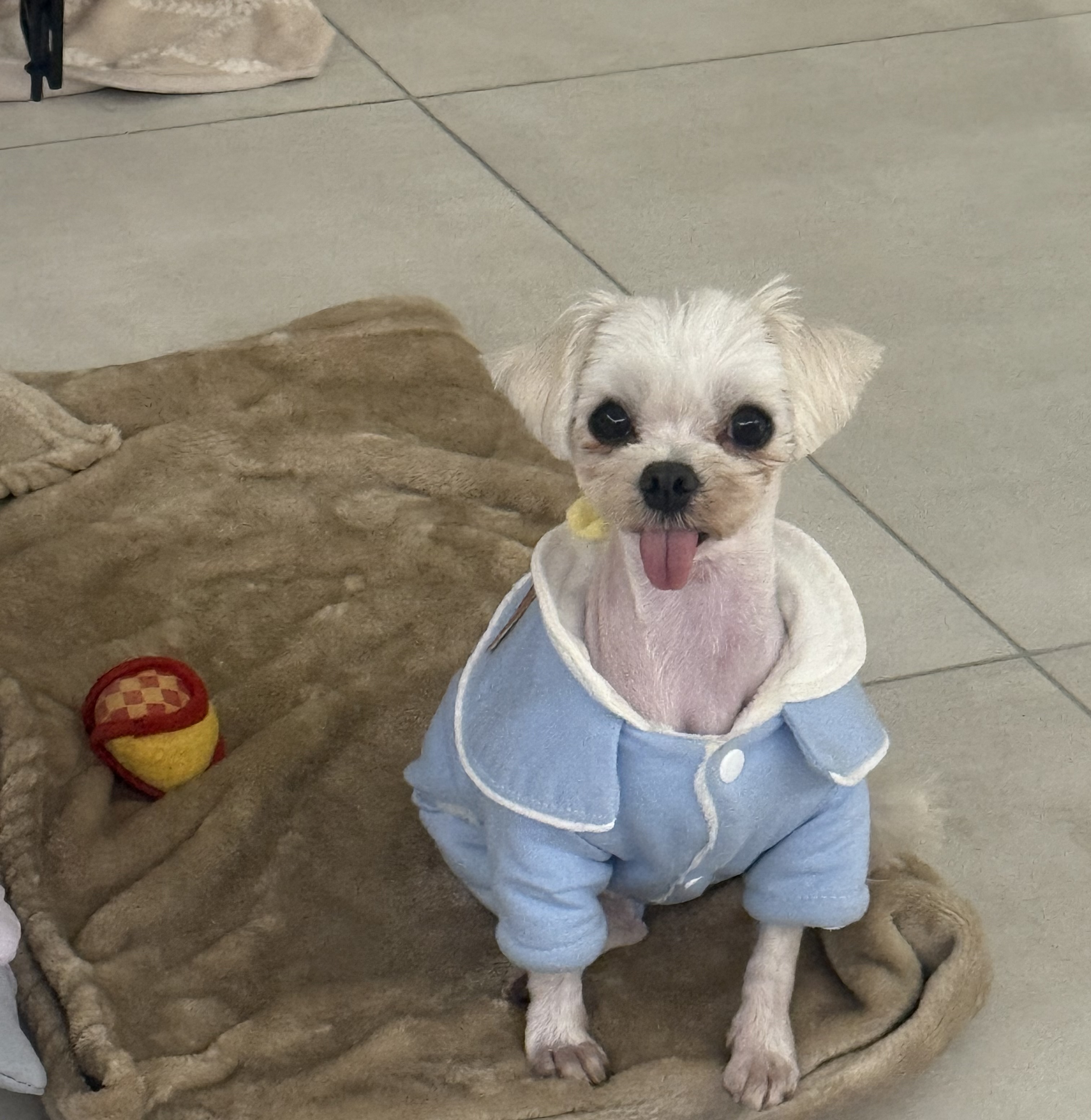 츄츄와 함께하는일상