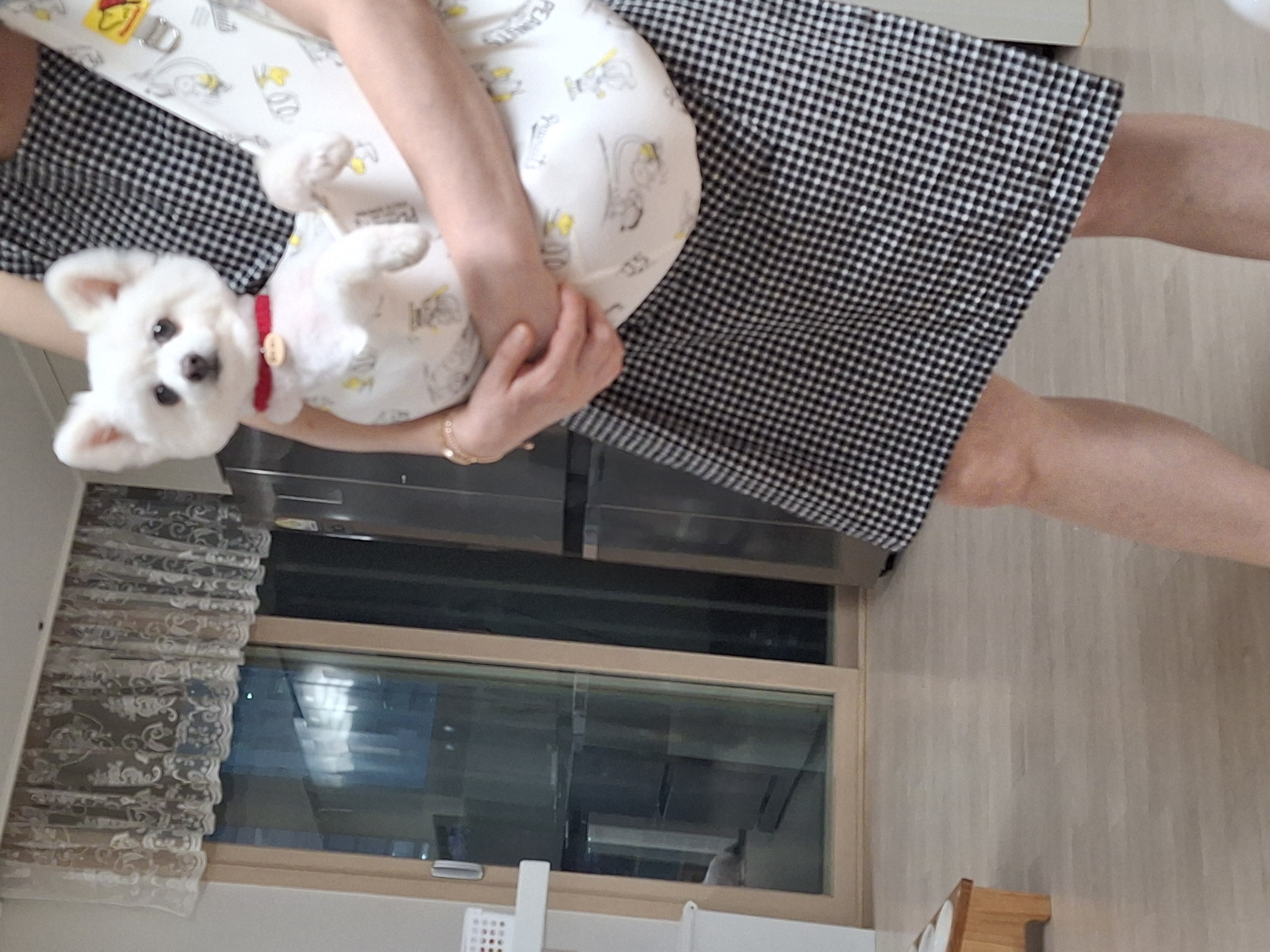 껌딱지 해피(뽀해)