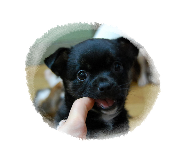 행당동에서 영원한 보금자리를 기다리는 아가들