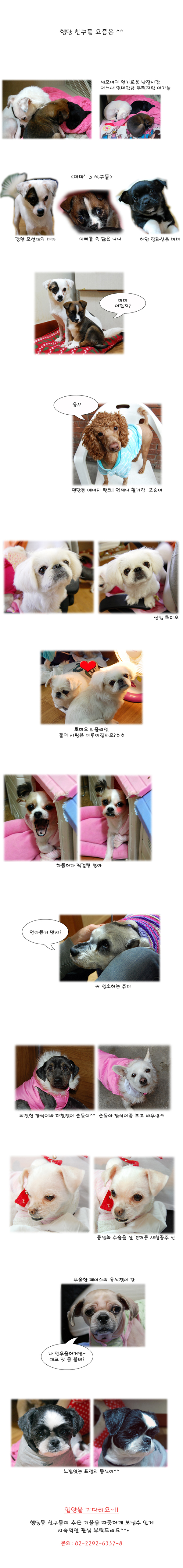 행당동에서 영원한 보금자리를 기다리는 아가들