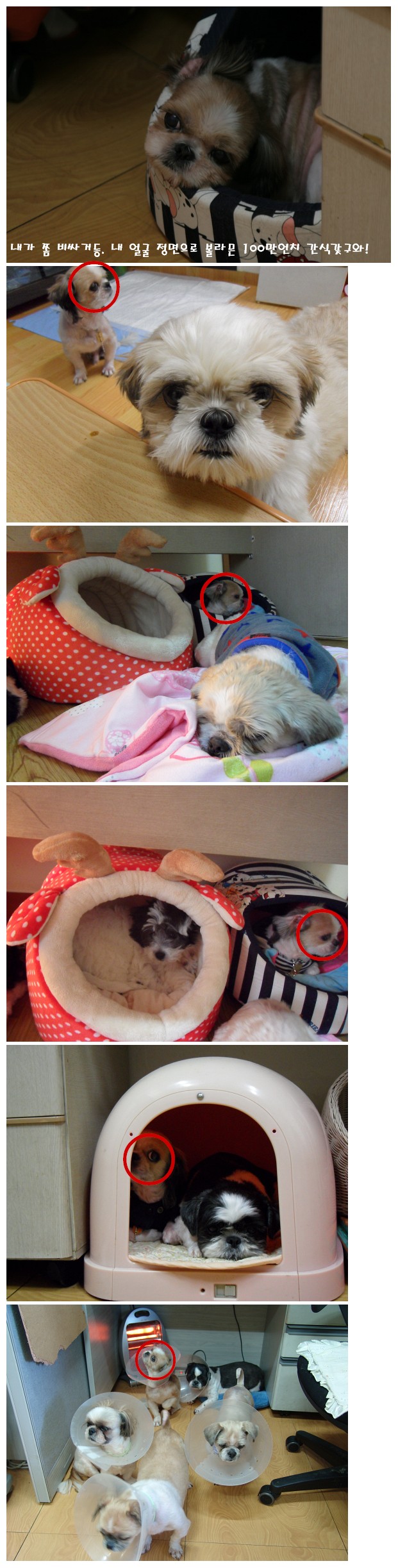 예삐의 어이없는 착각;;