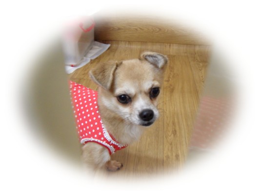 와와에게 최고의 크리스마스 선물을 주신 혜진씨^^