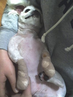 수술한 로미오님;;