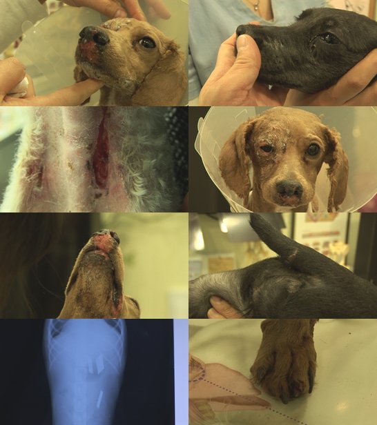  동물농장 연쇄개학대범 검거 (펌글)