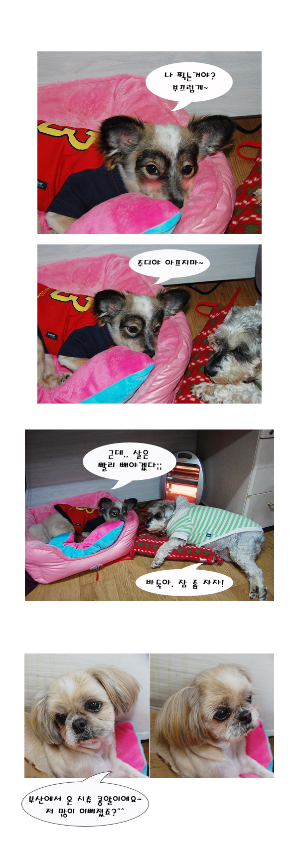 바둑이랑 뉴페이스 콩알이두^^